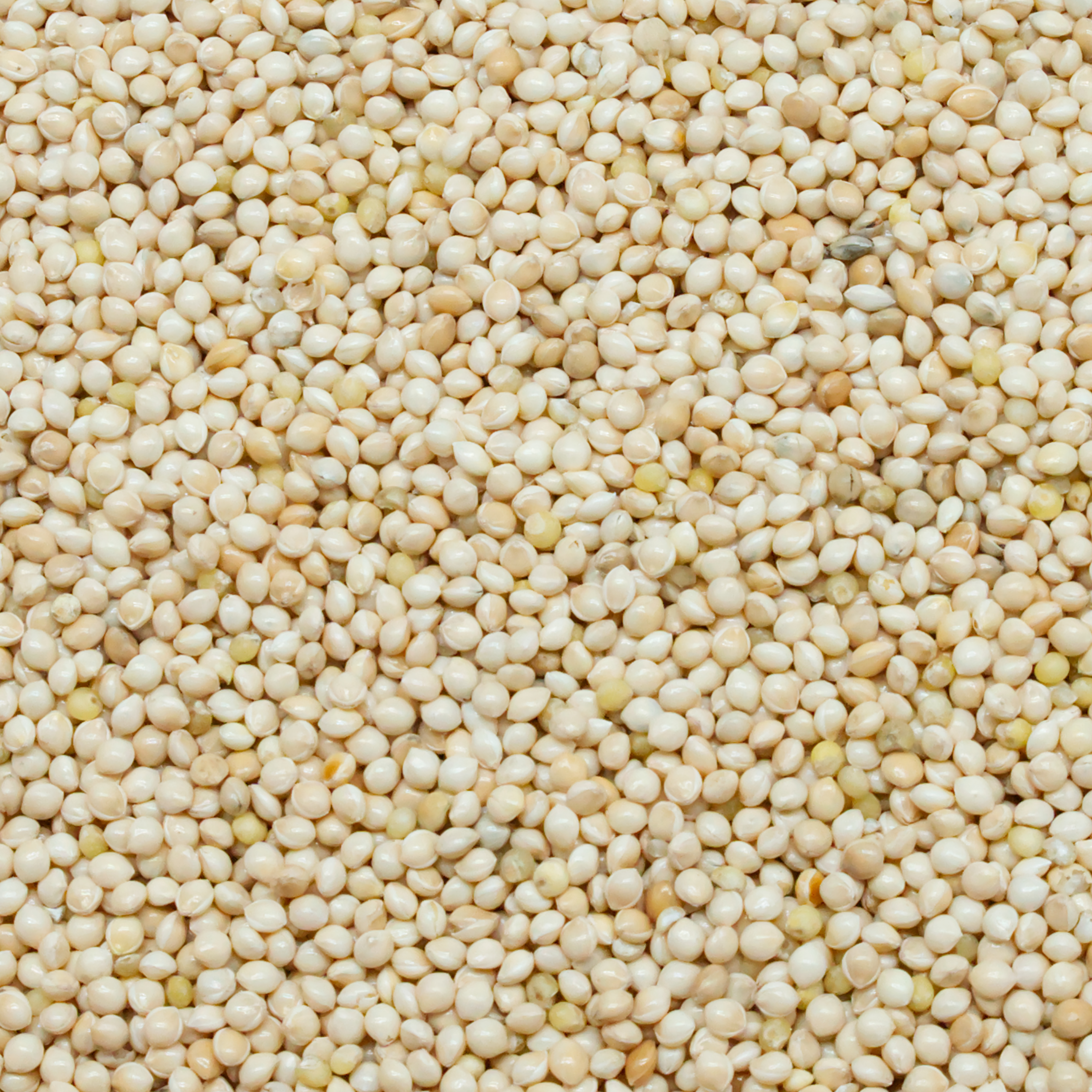 Silberhirse