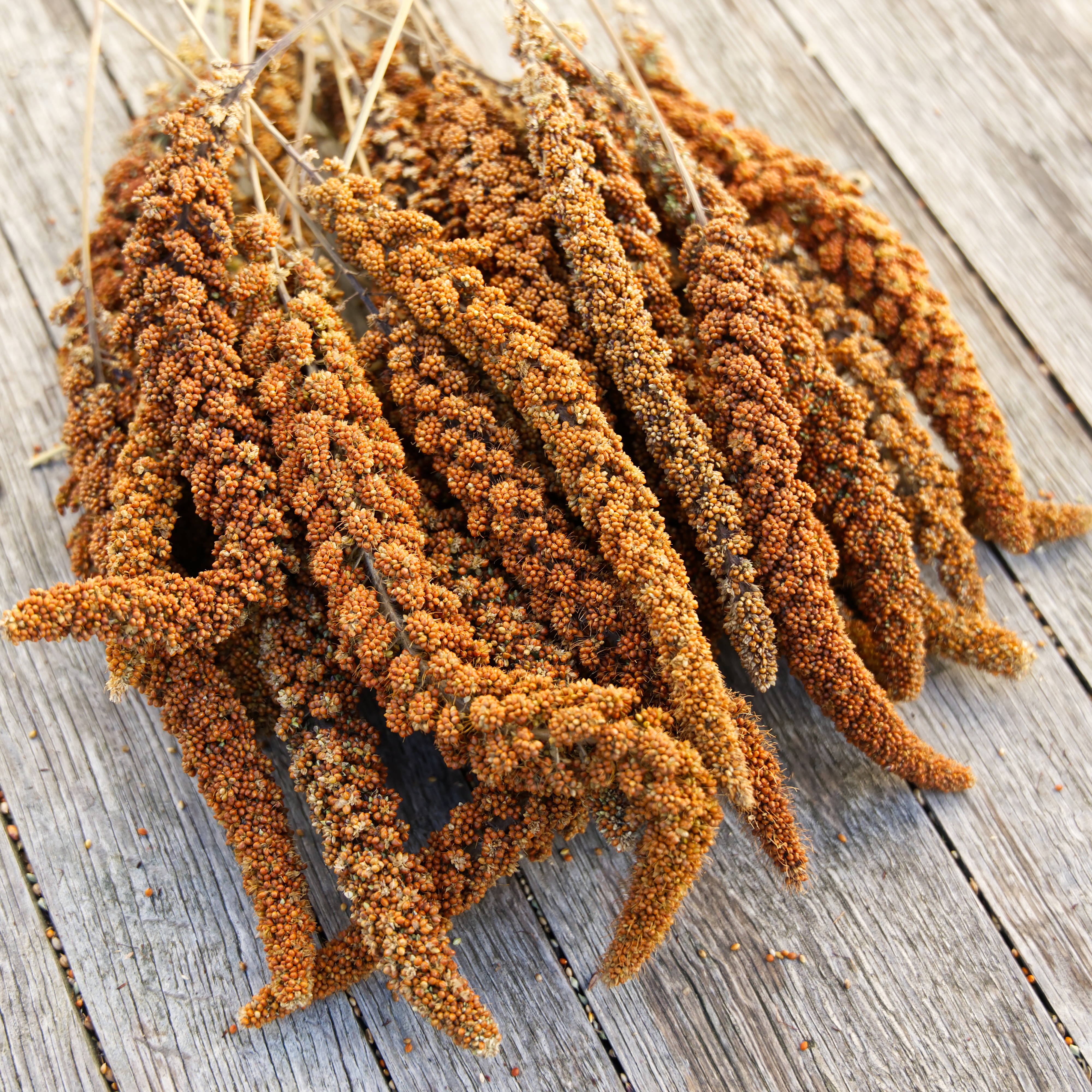 Kolbenhirse, deutsch rot