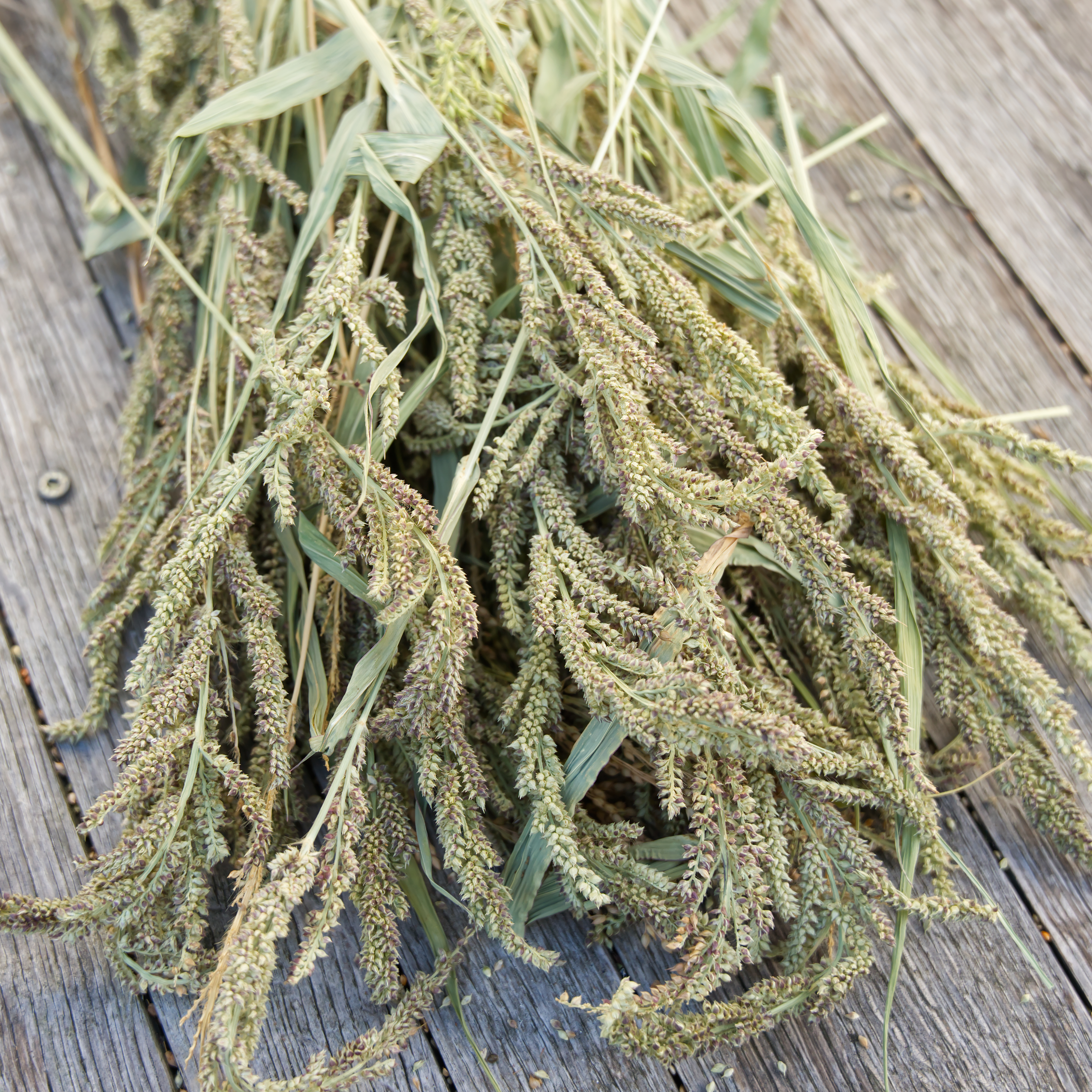 Hühnerhirse, 100g