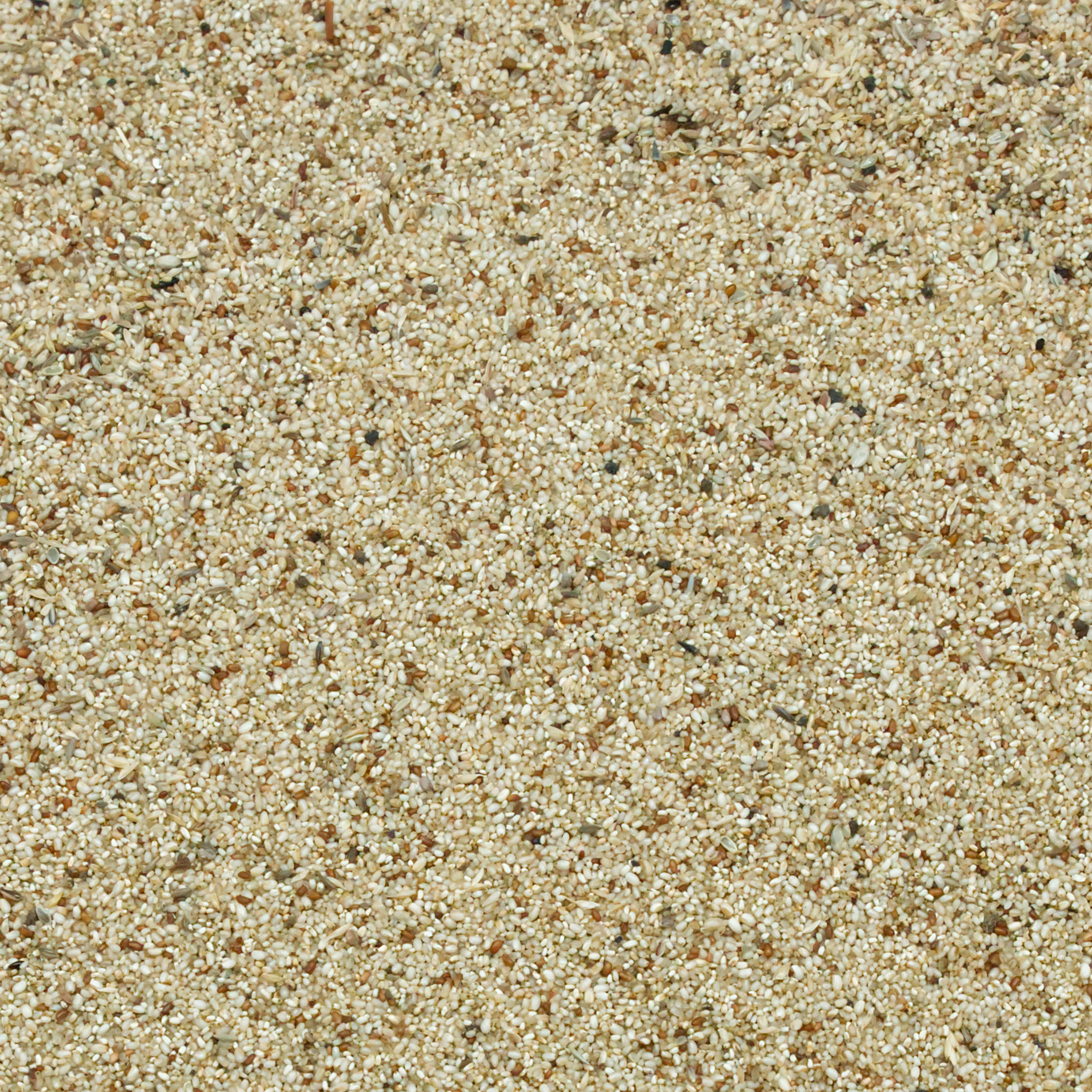 Teff Zwerghirse