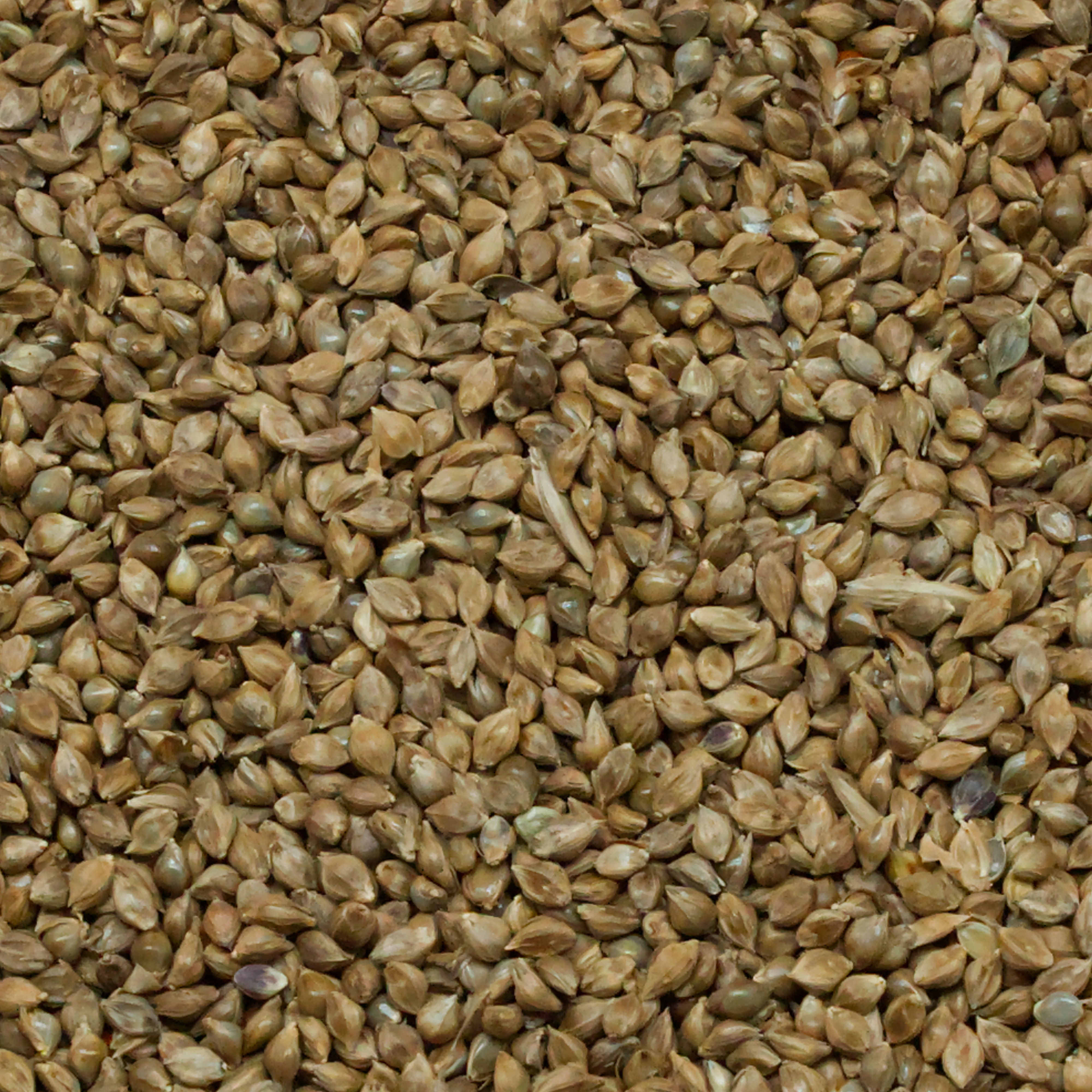 Japanhirse