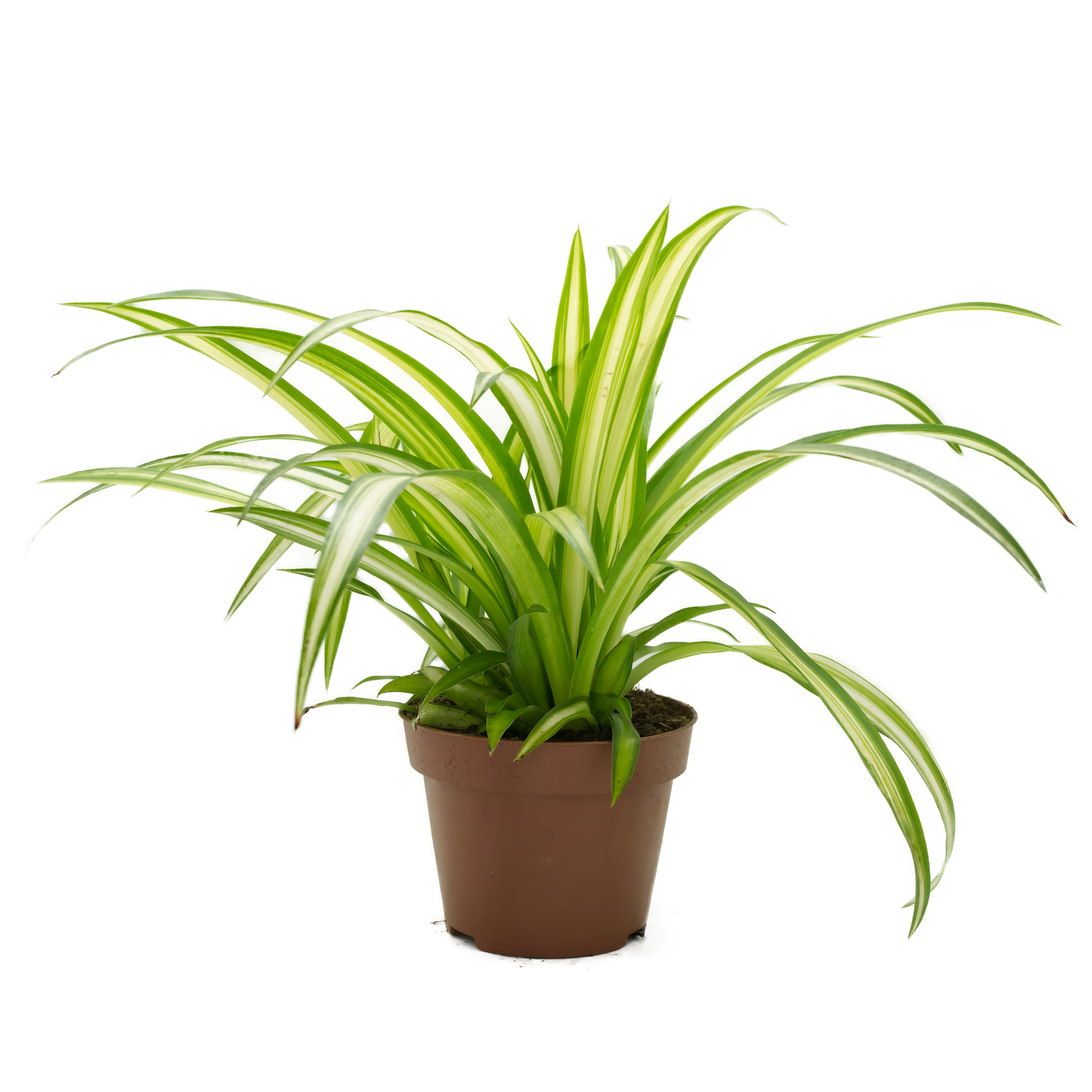 Grünlilie (Chlorophytum), naturbelassen