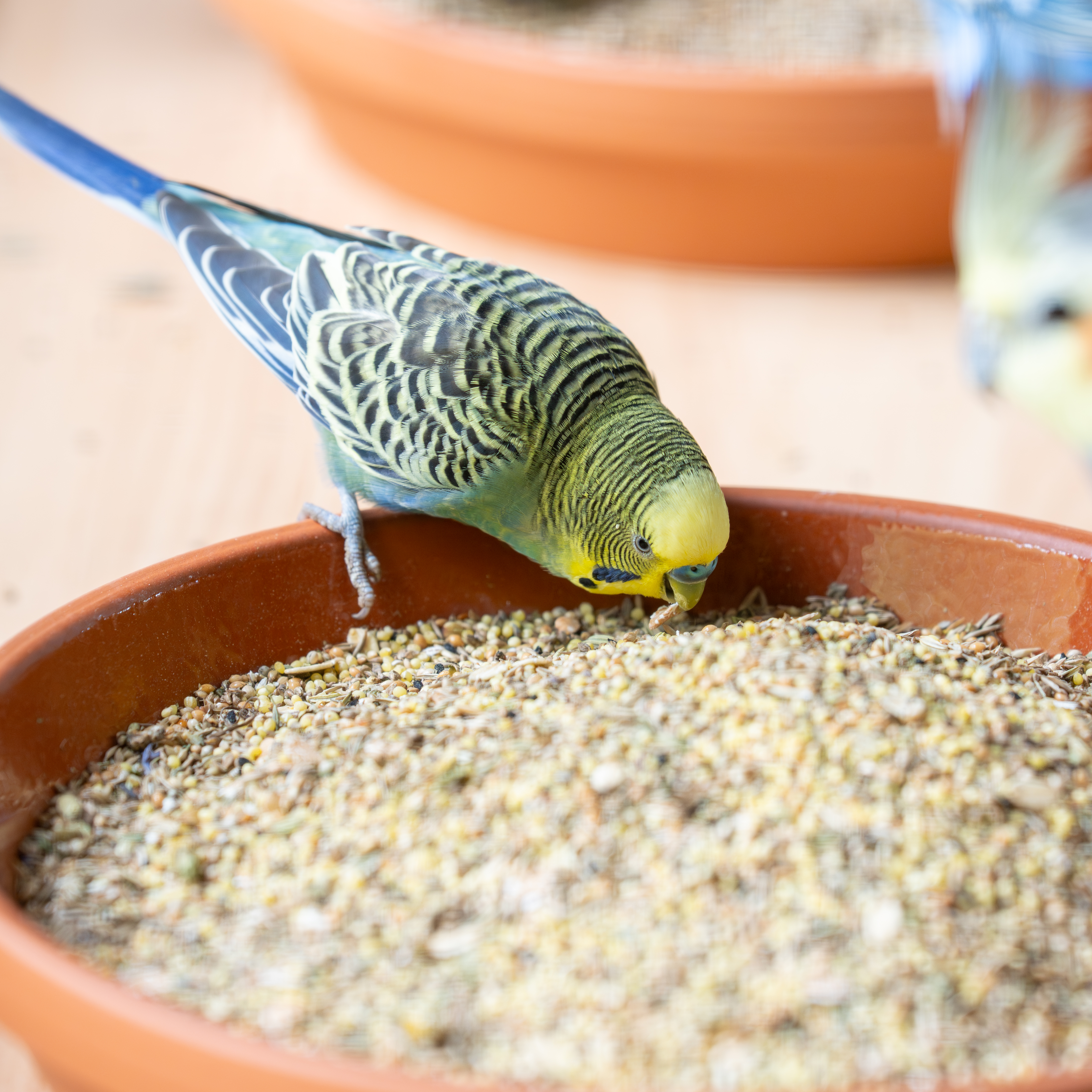 Wellensittich Macrorhabdiose (Megabakterien)