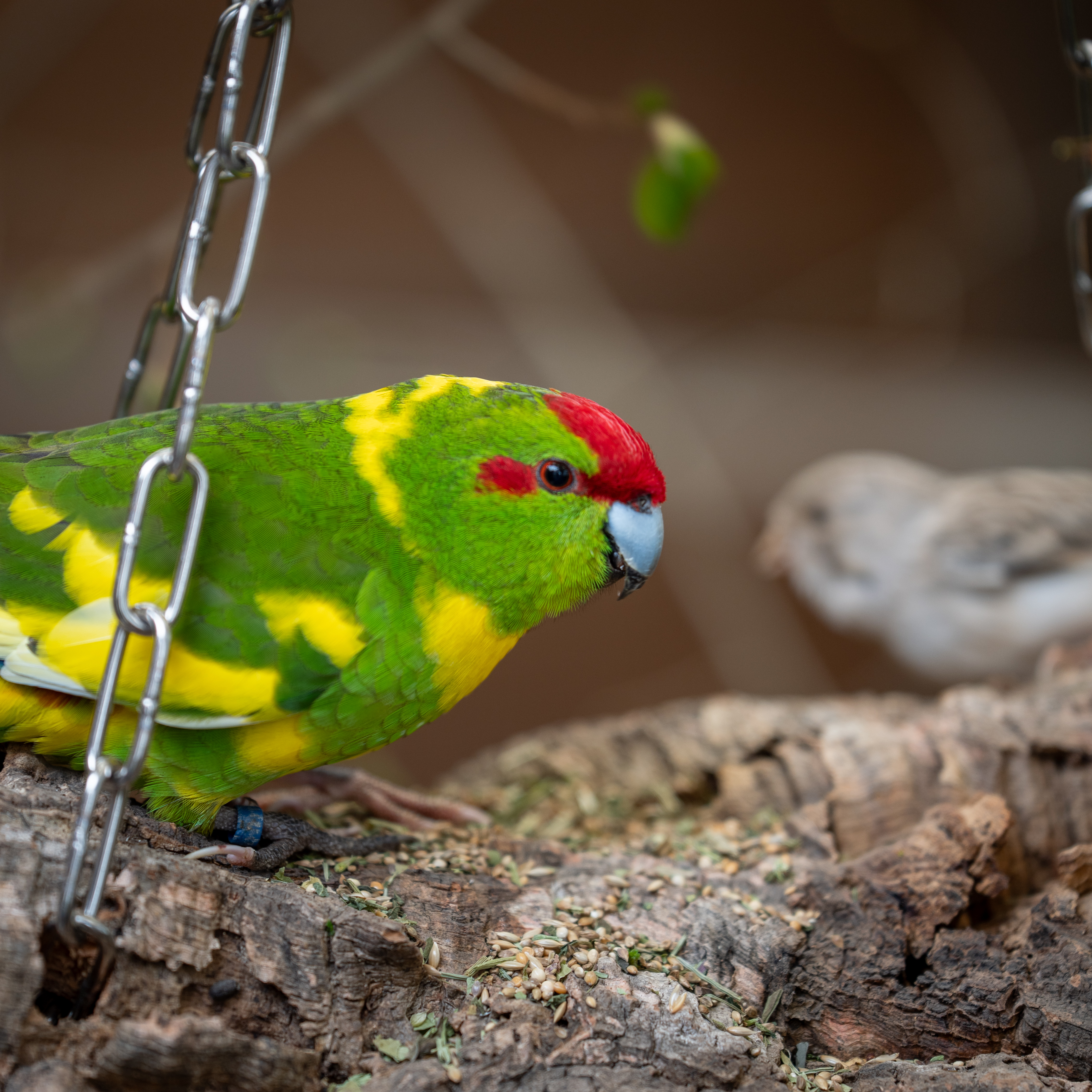 Mischung Gefieder 500g