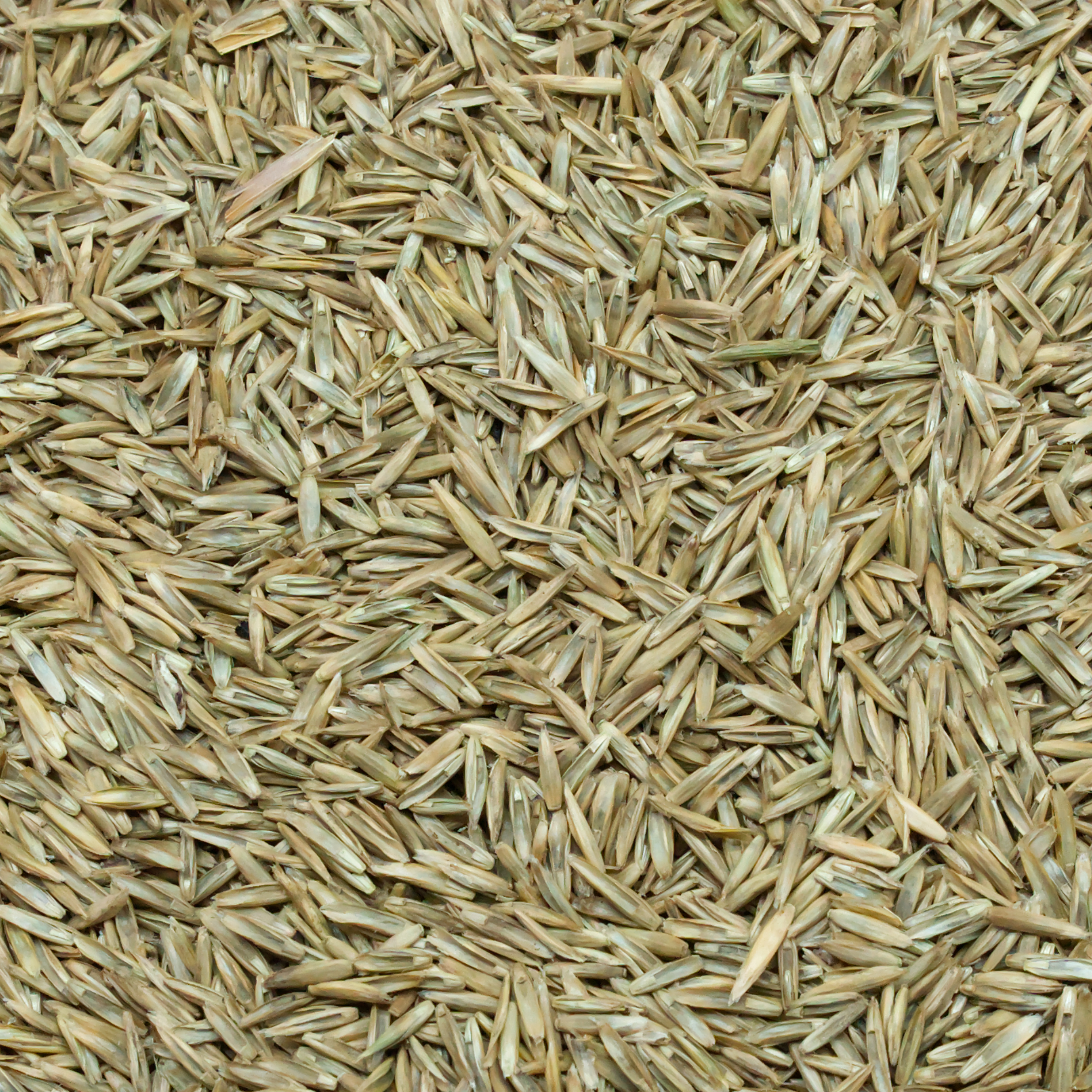 Wiesengräser