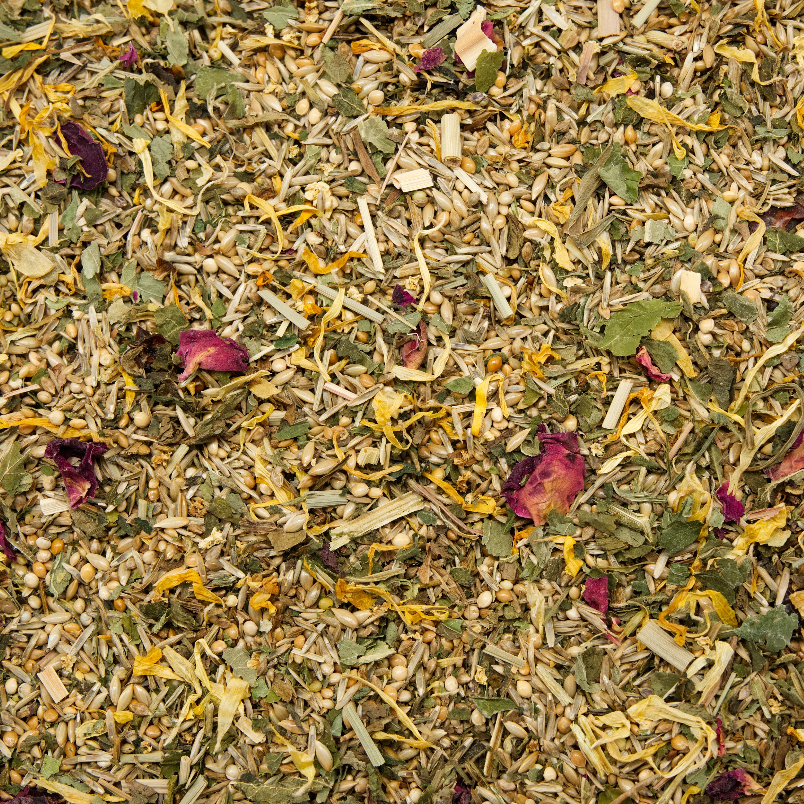 Körnerbude Wellensittich Balance