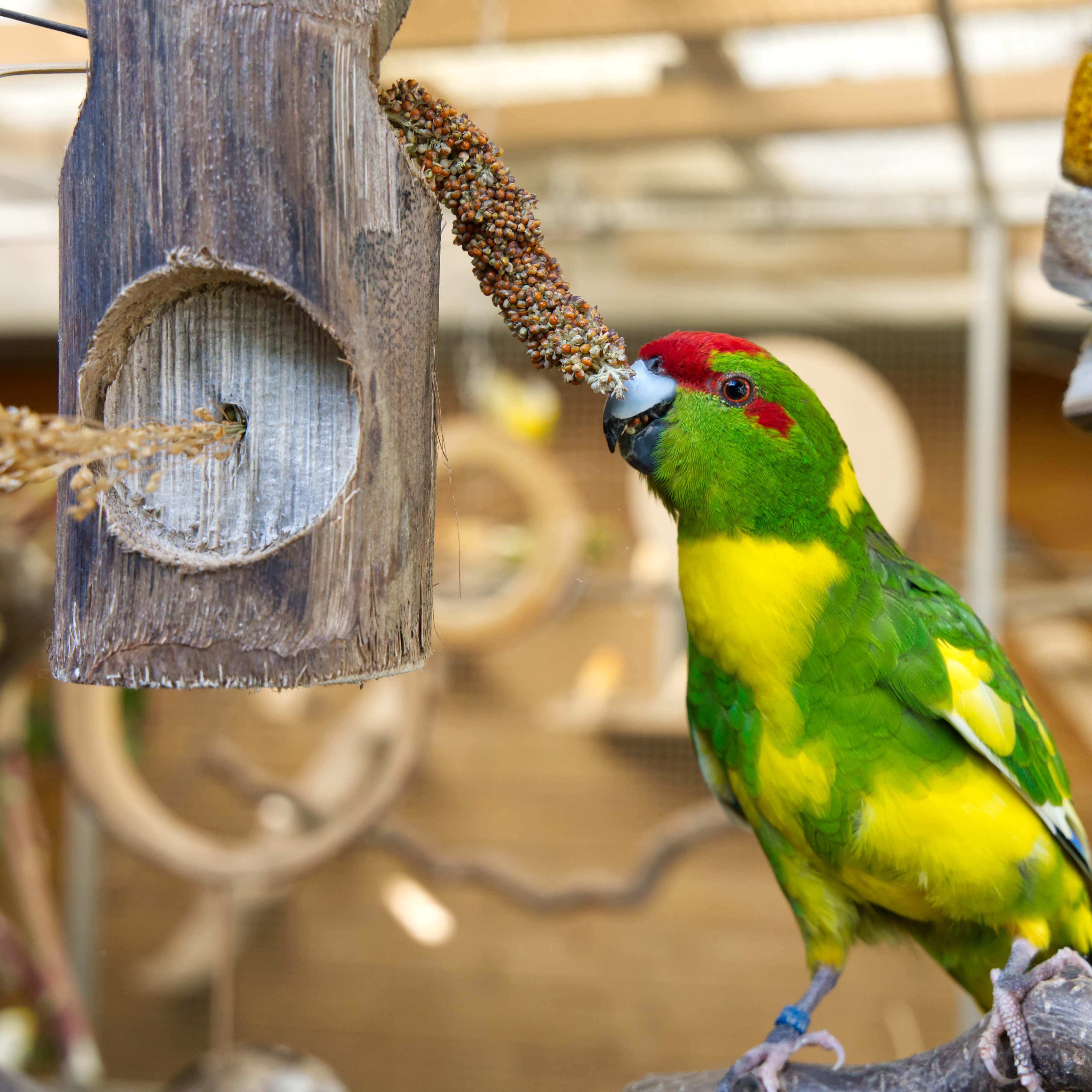 Ole JR. Bird Kabob