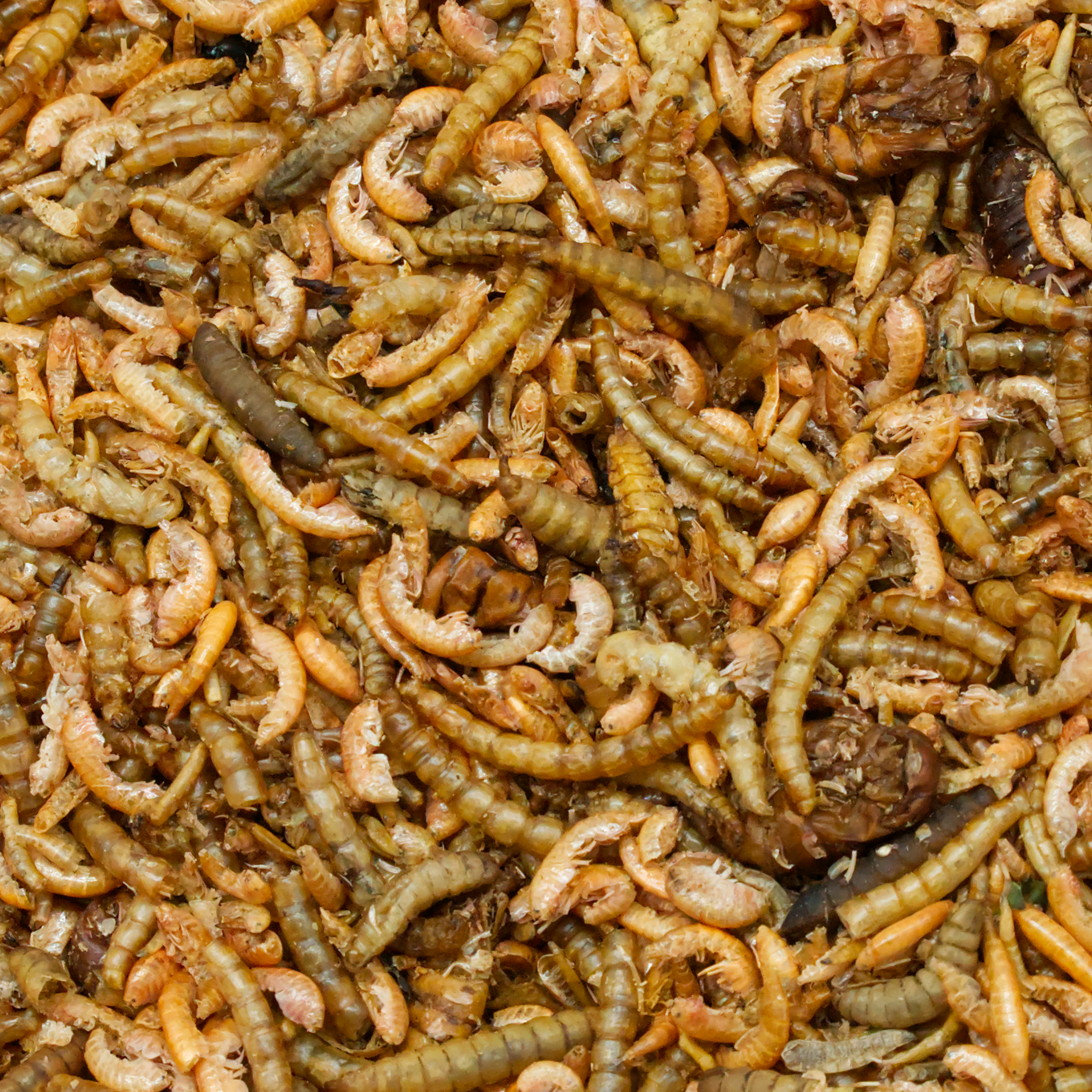 InsektenMIX, getrocknet