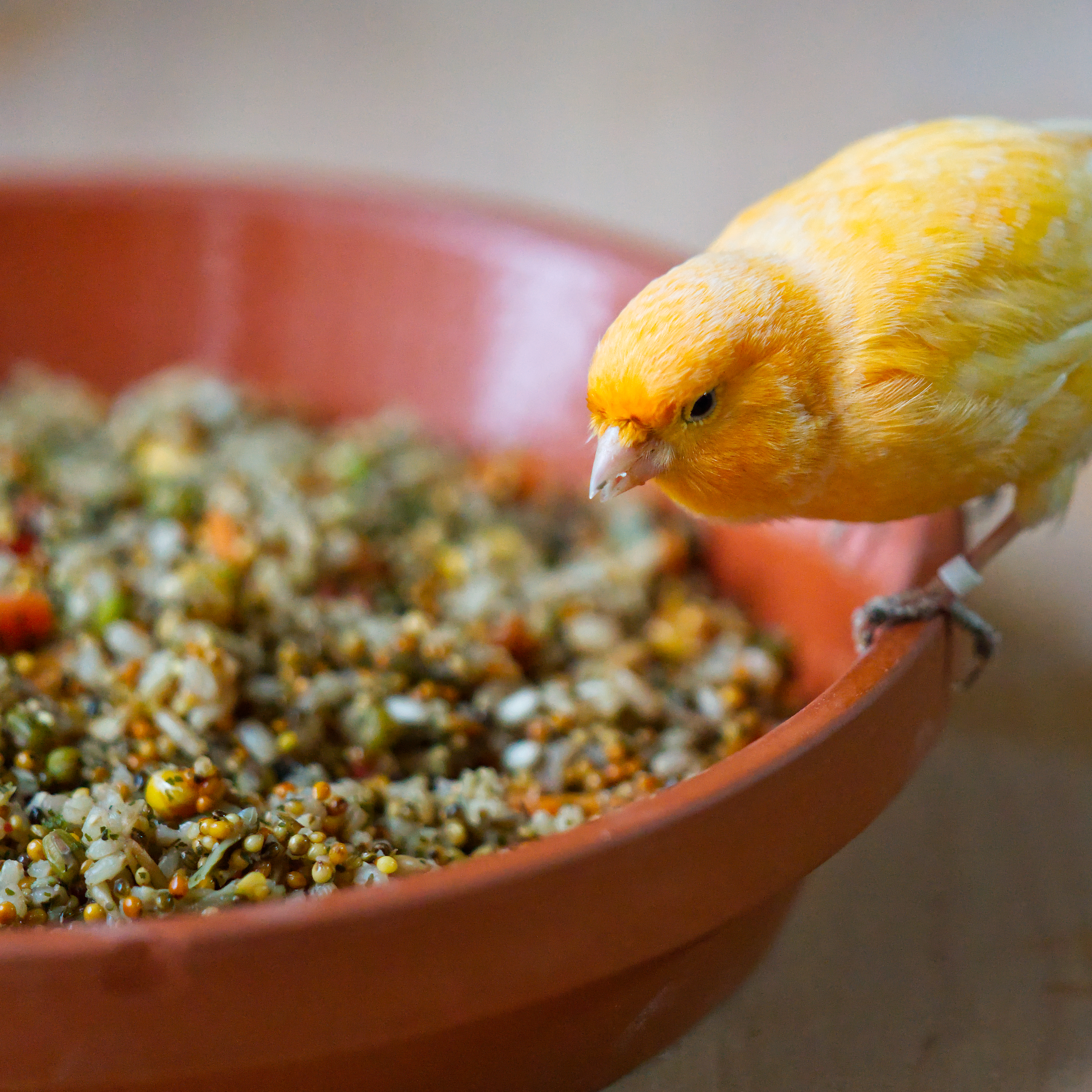 Kochfutter Schlemmertopf für Sittiche