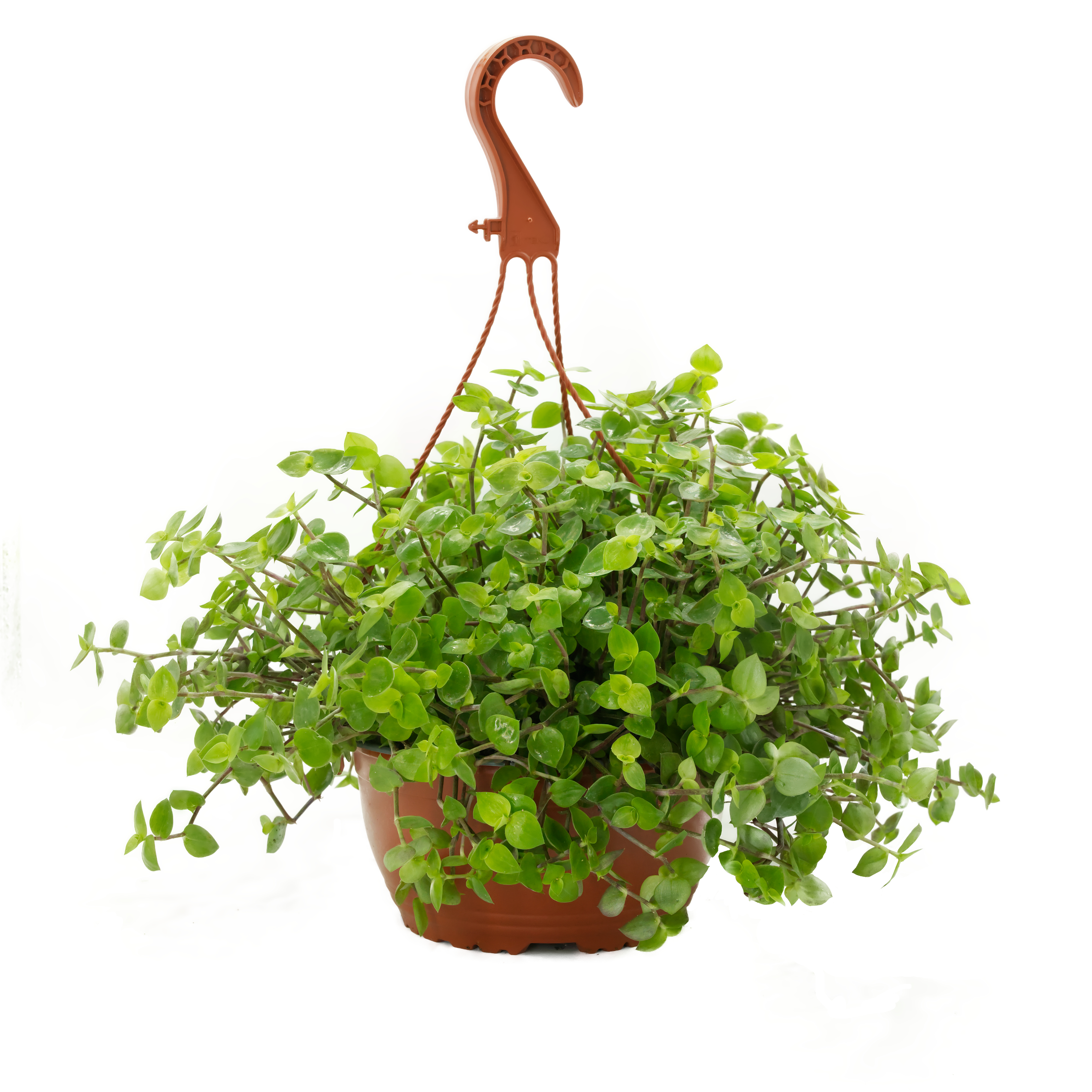 Callisia Ampelpflanze, naturbelassen