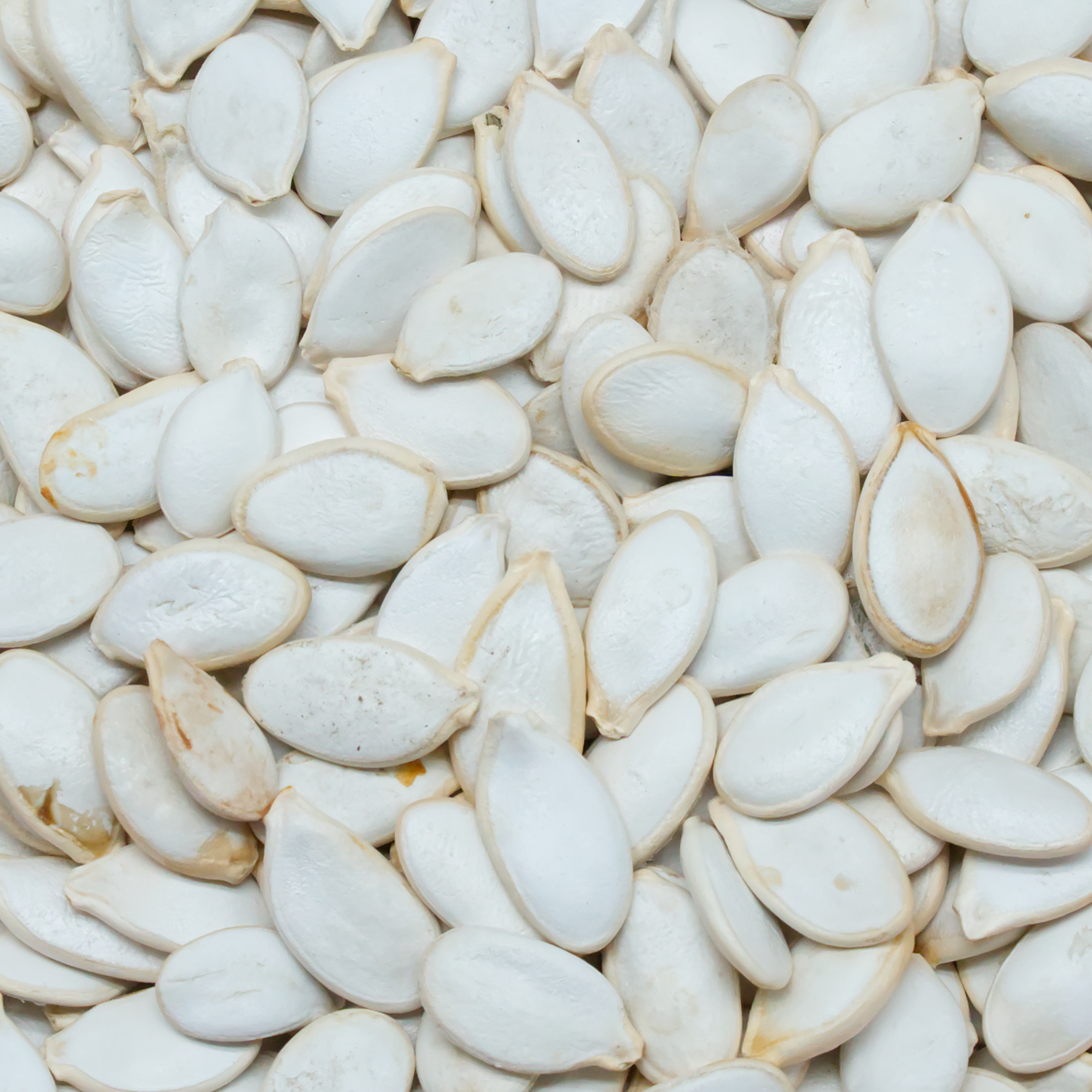 Kürbiskerne für Vögel - Premium Vogelfutter für Wellensittich, Papagei und Sittich