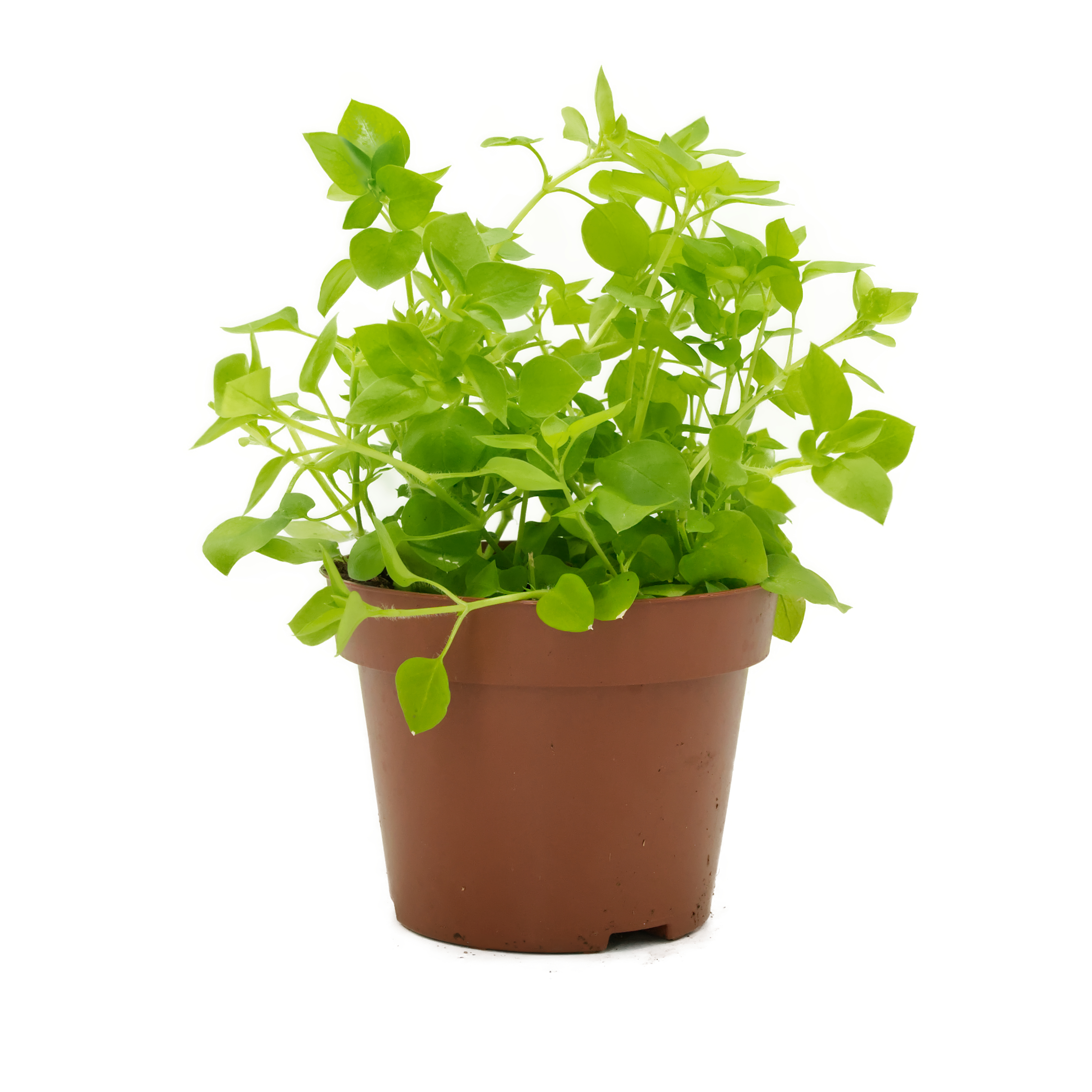 Vogelmiere (Stellaria), naturbelassen