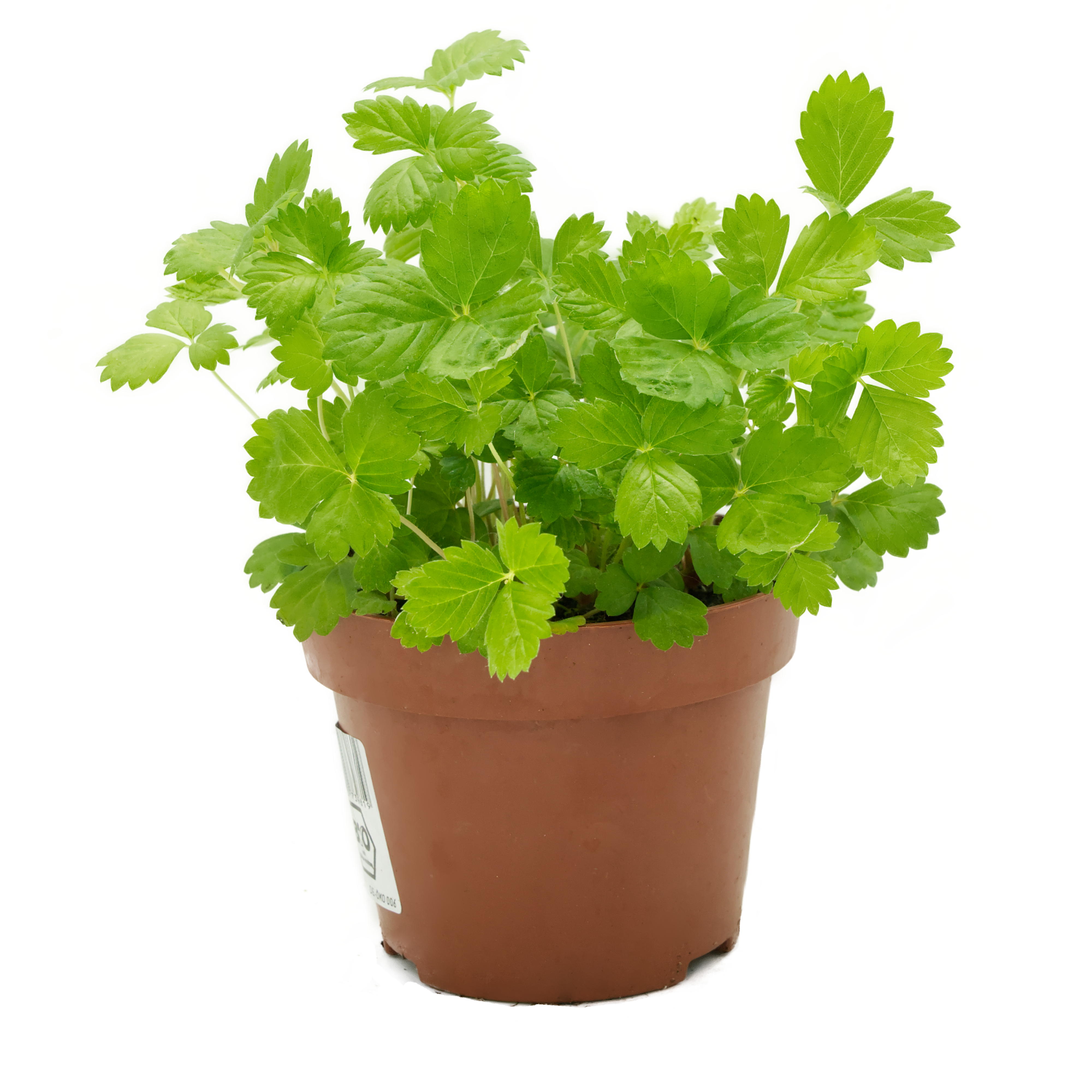 Wald-Erdbeere (Fragaria vesca), naturbelassen