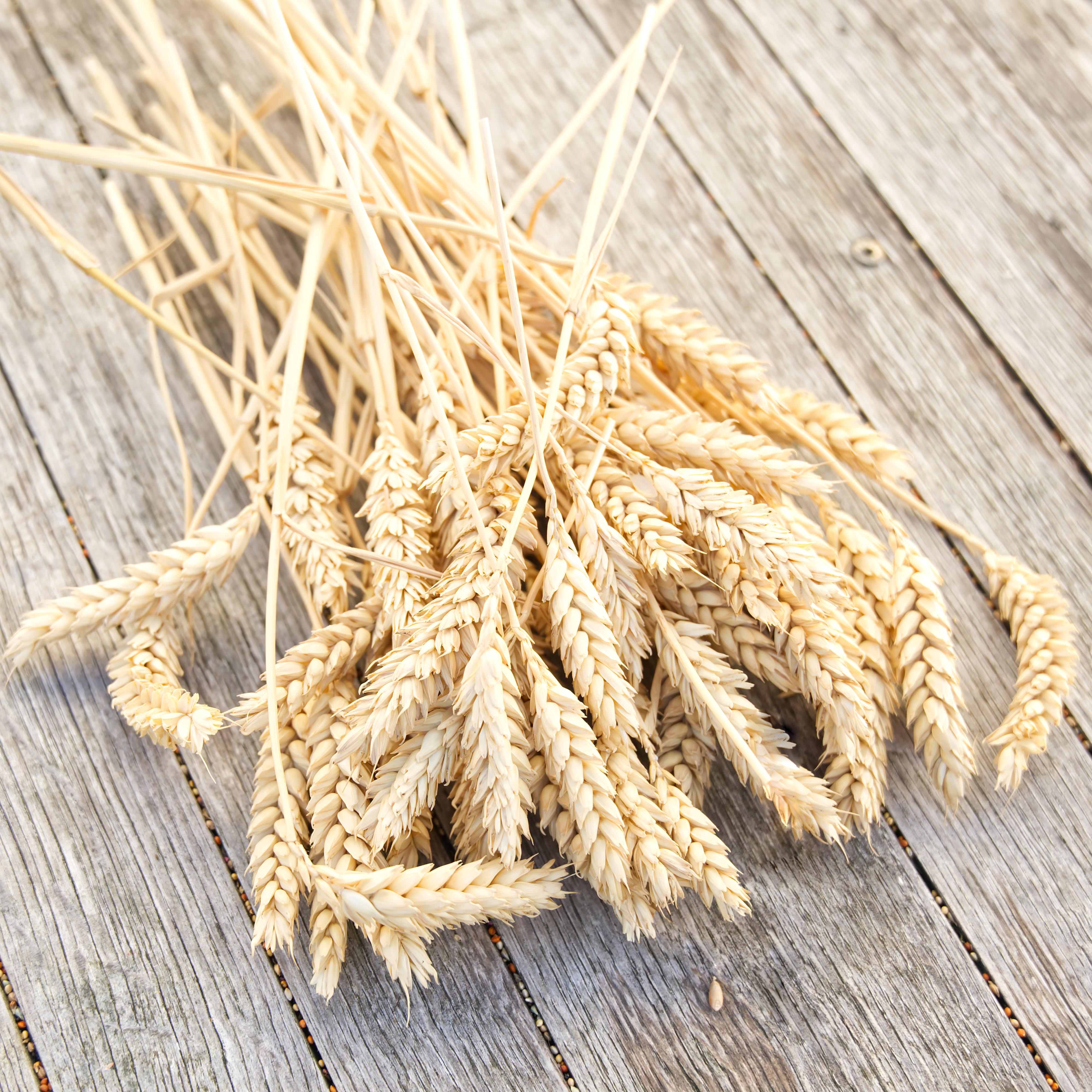 weizenaehren-fuer-nager-hamster-voegel Weizenähren, 50g