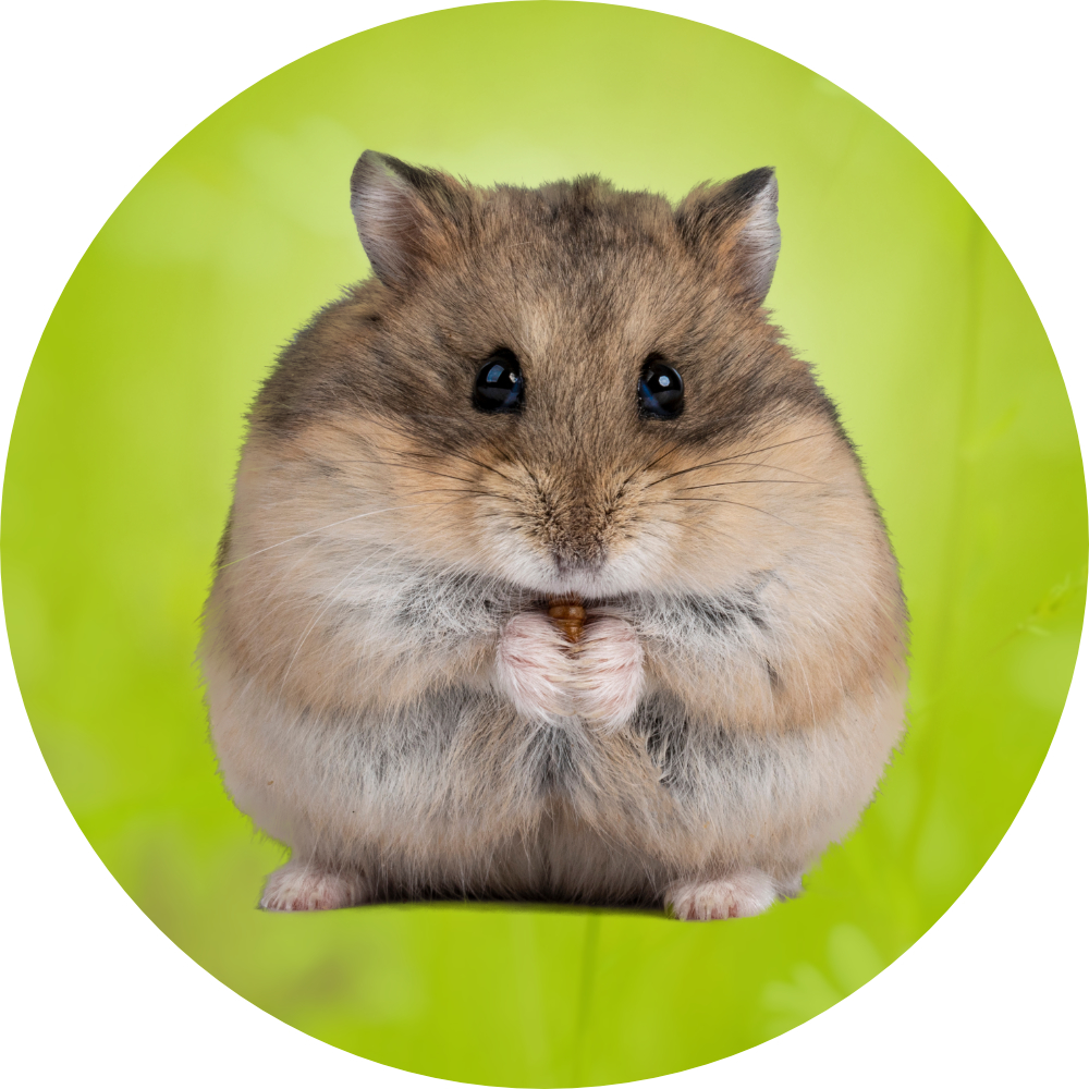 zwerghamster_icon
