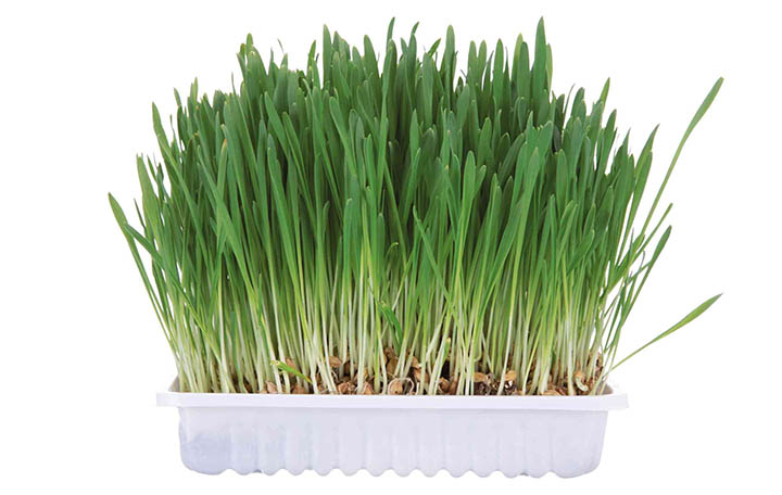 Kleintiergras 100g