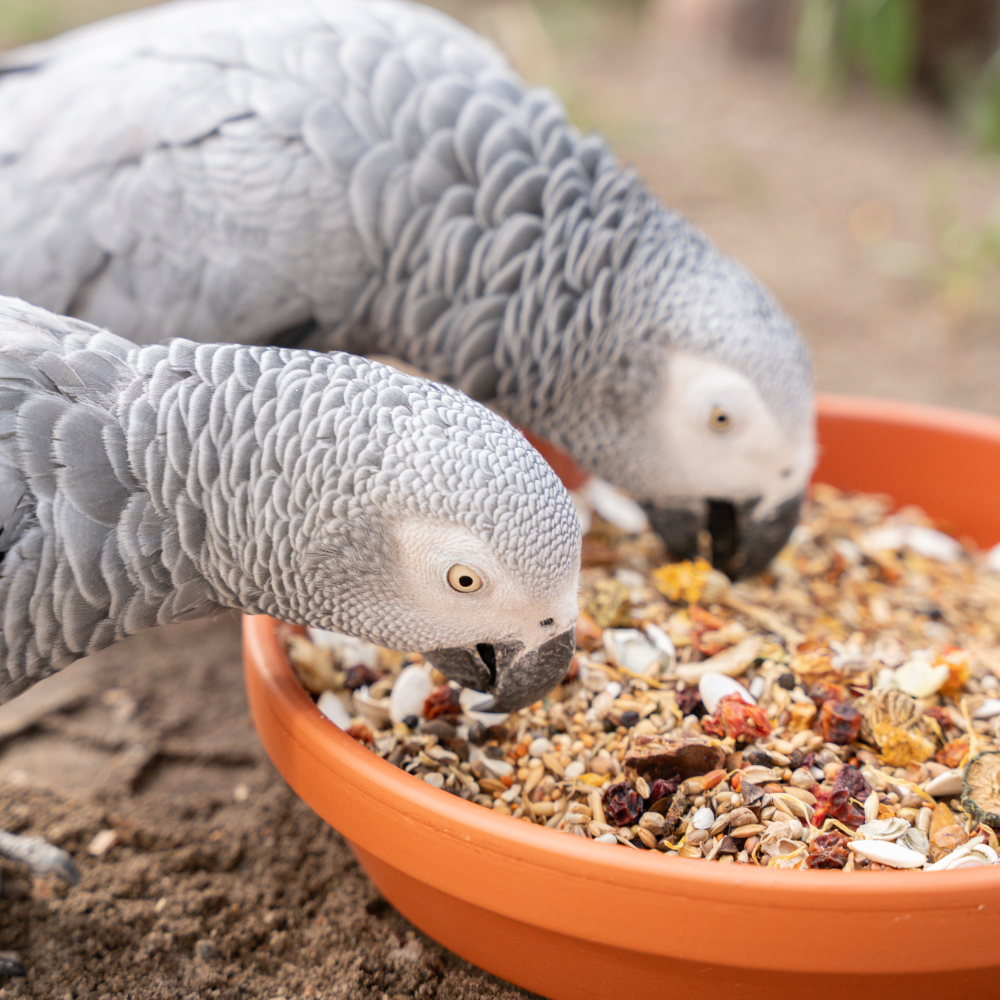 Kowaku Vogel-Futterklammern – 12 Stück, Für Obst & Gemüse, Für Papageien, Sittiche, Hamster