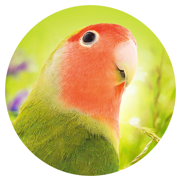 Geeignet_F-r_4_AgapornidenOdRxL0r08SaZp