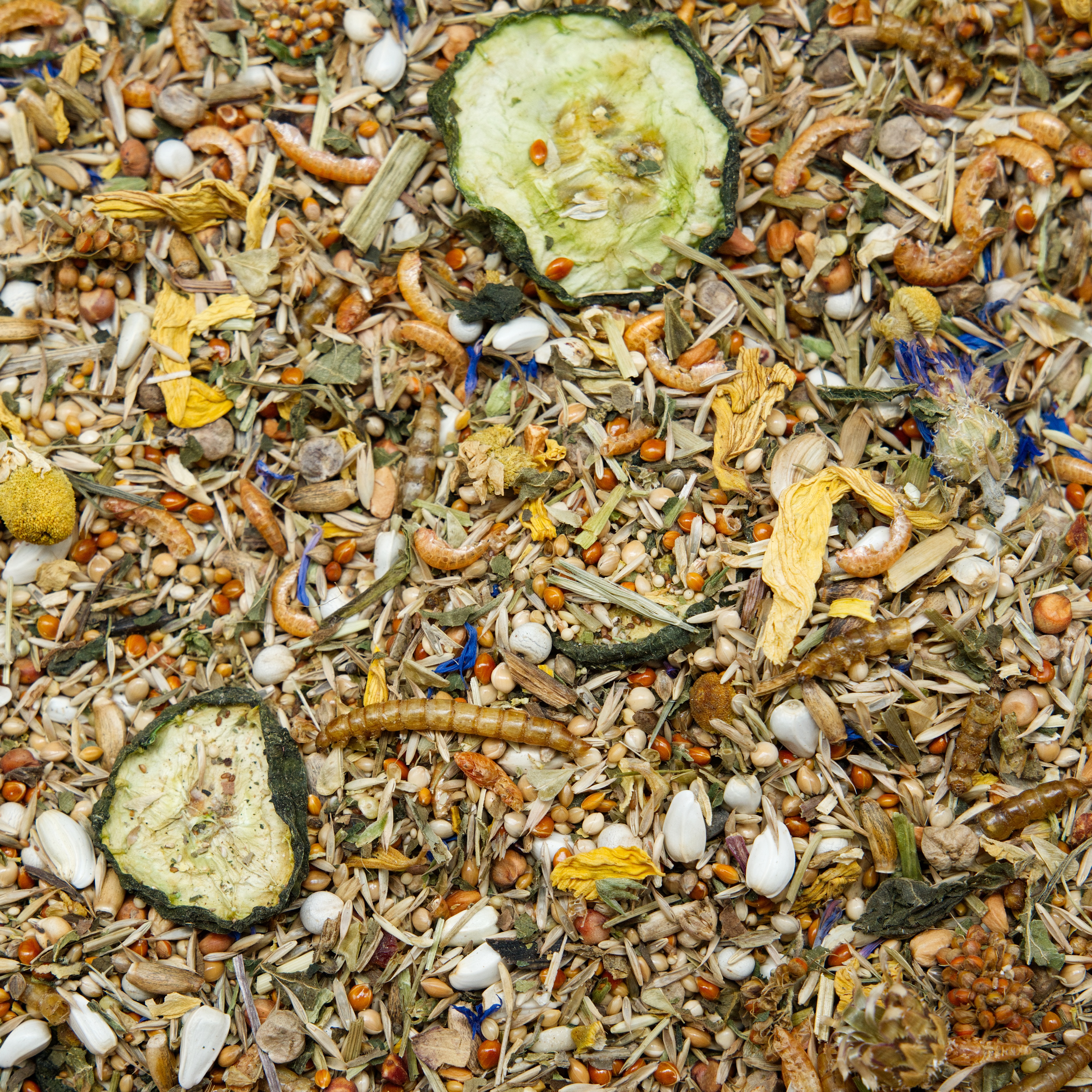 Zwerghamster Spezial