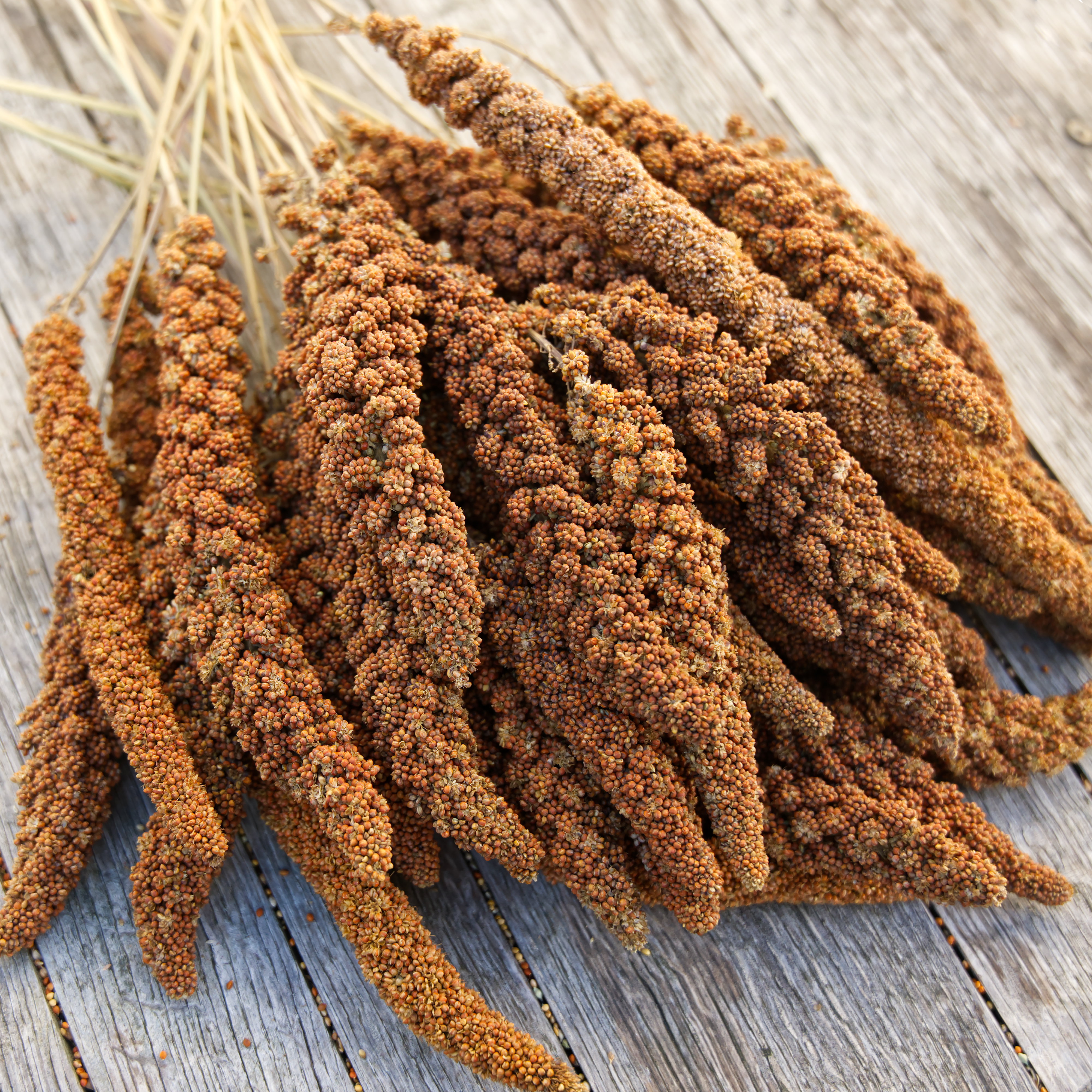 kolbenhirse-franzoesisch-rot-fuer-voegel Kolbenhirse, französisch rot