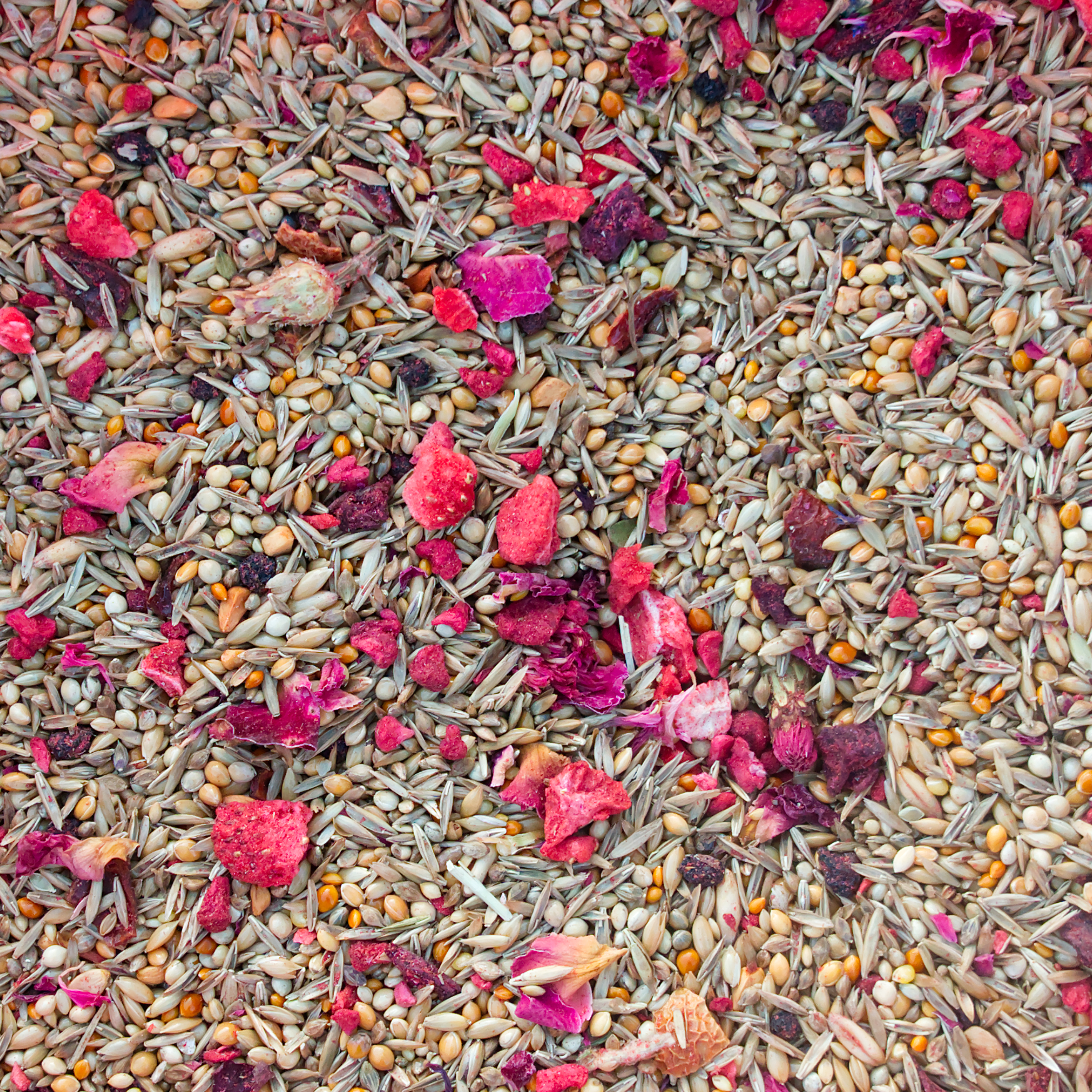 ValentinsMIX Wellensittiche & Nymphensittiche