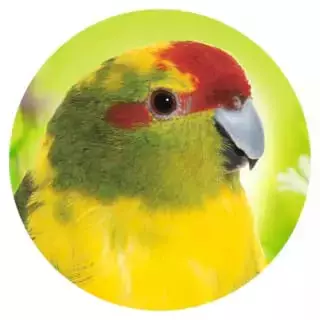 Geeignet-fuer-6-Ziegensittiche