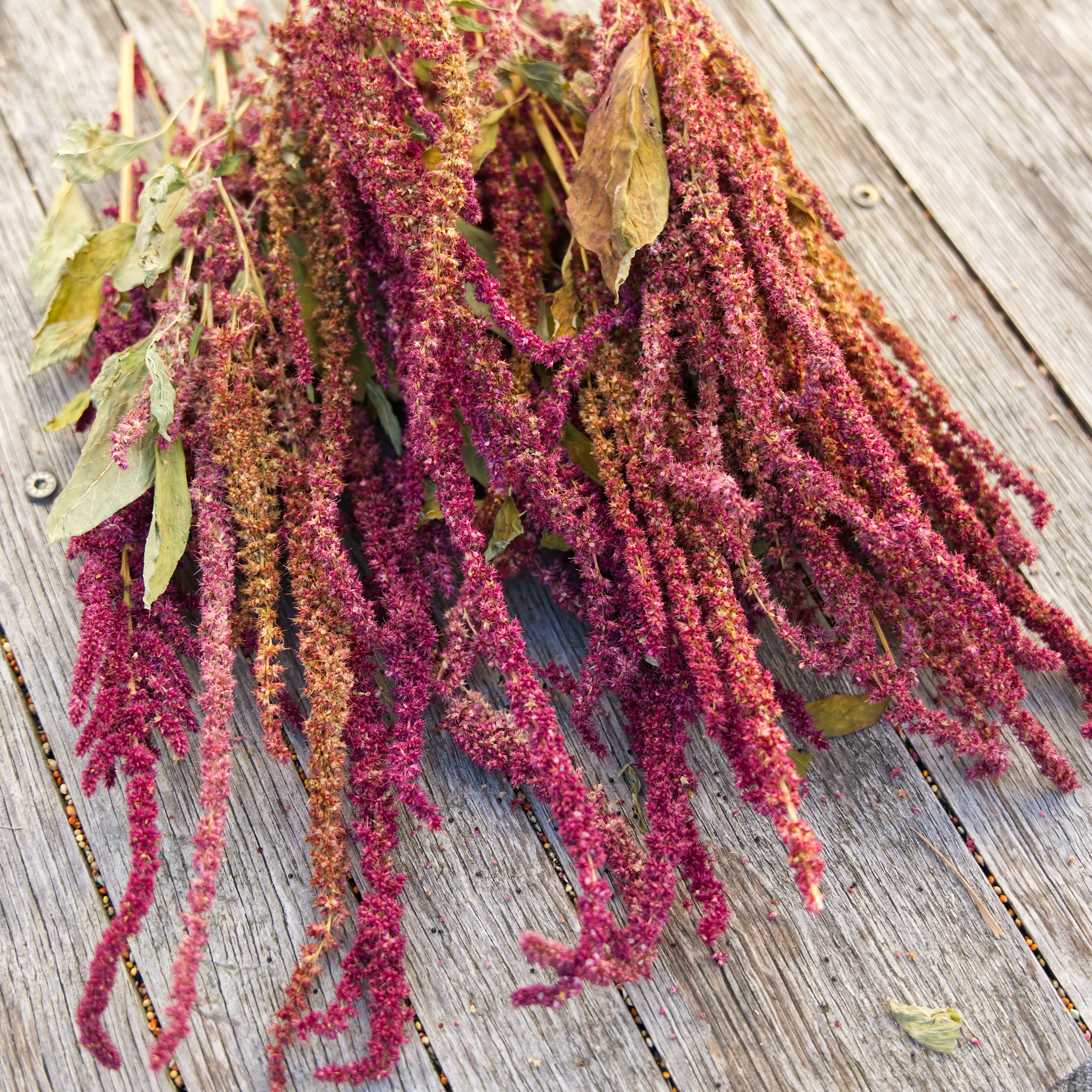 Amaranth Rispe 100g