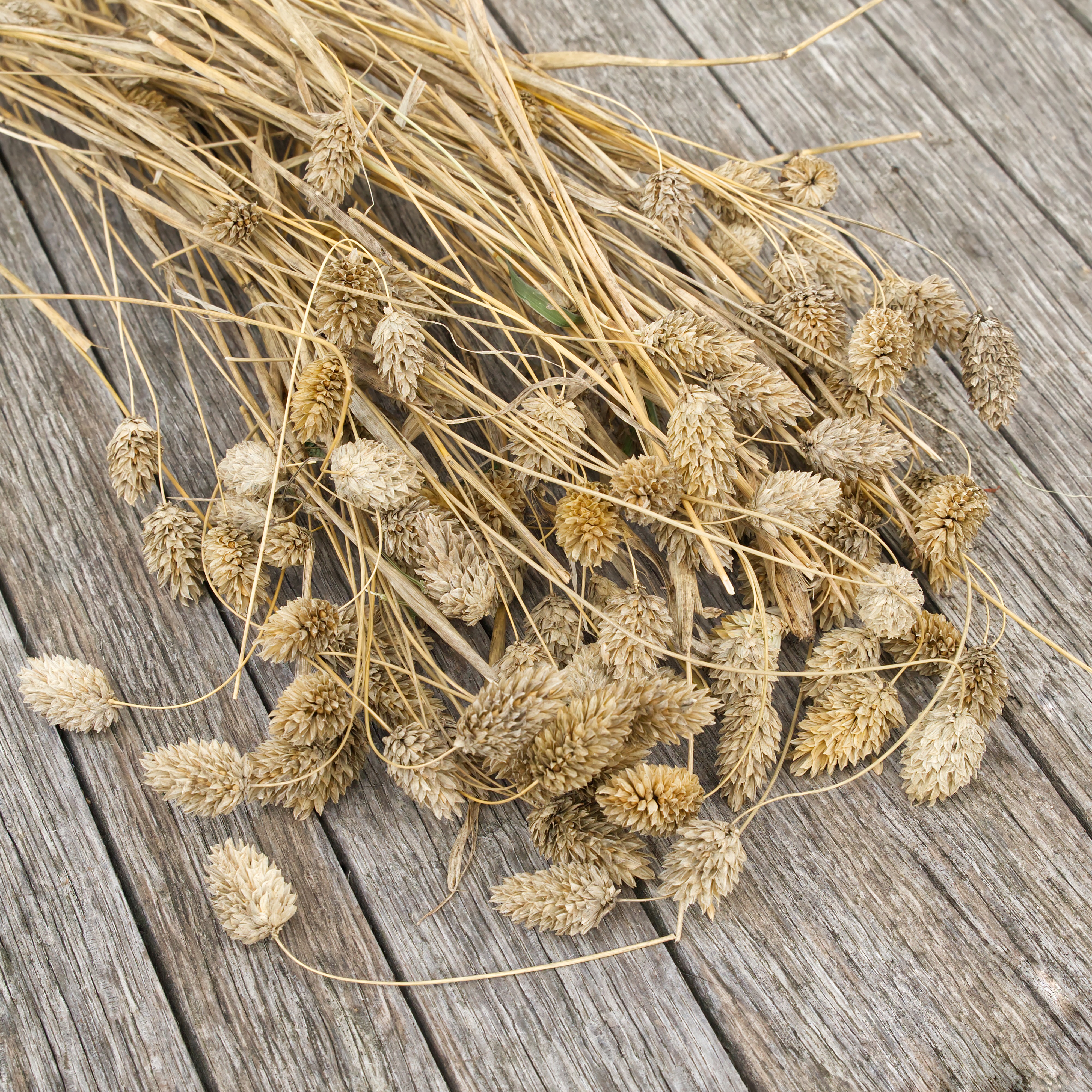 Kanariensaat in der Ähre, 50 g