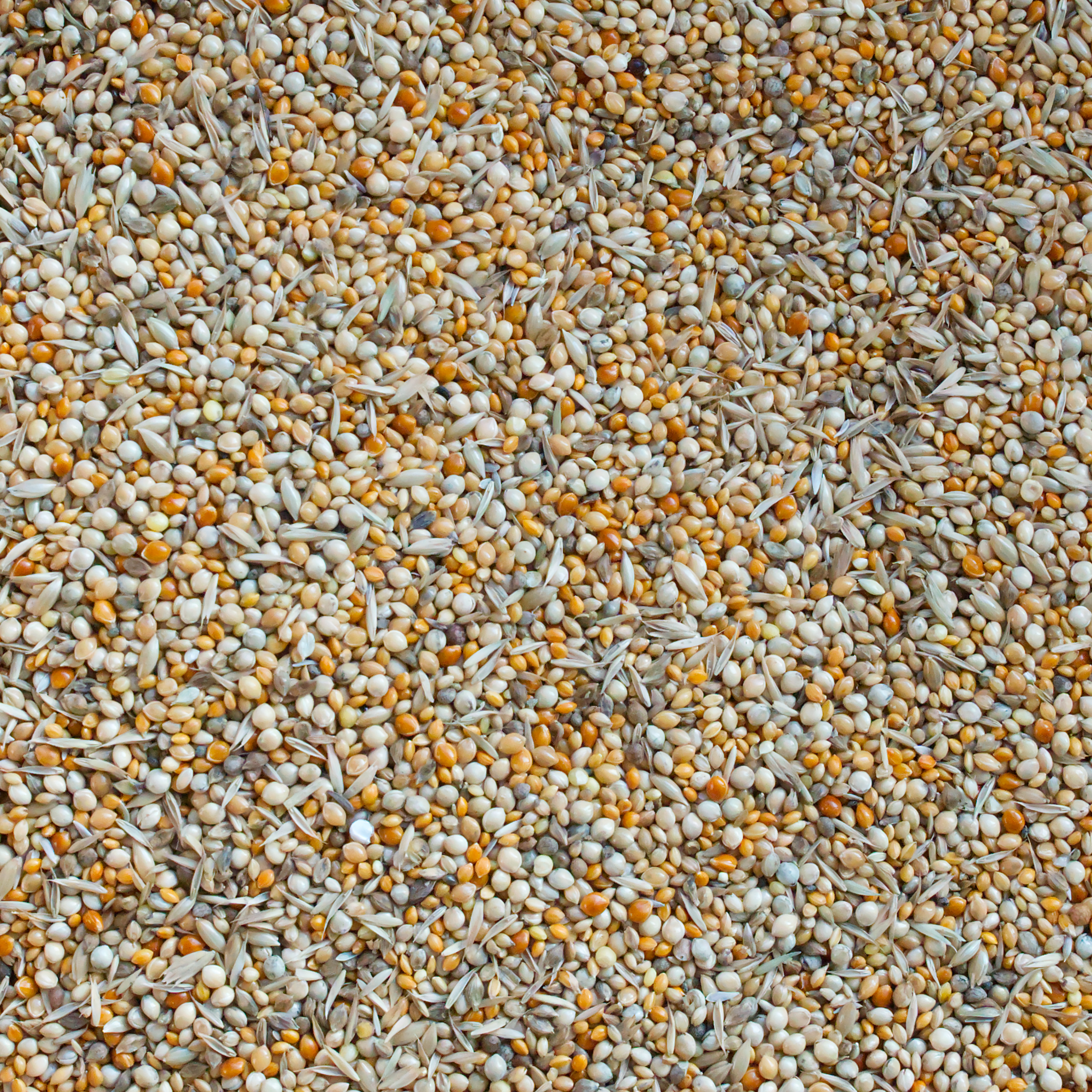 Feine Finkenmischung für Gouldamadinen, Prachtfinken & Astrilden