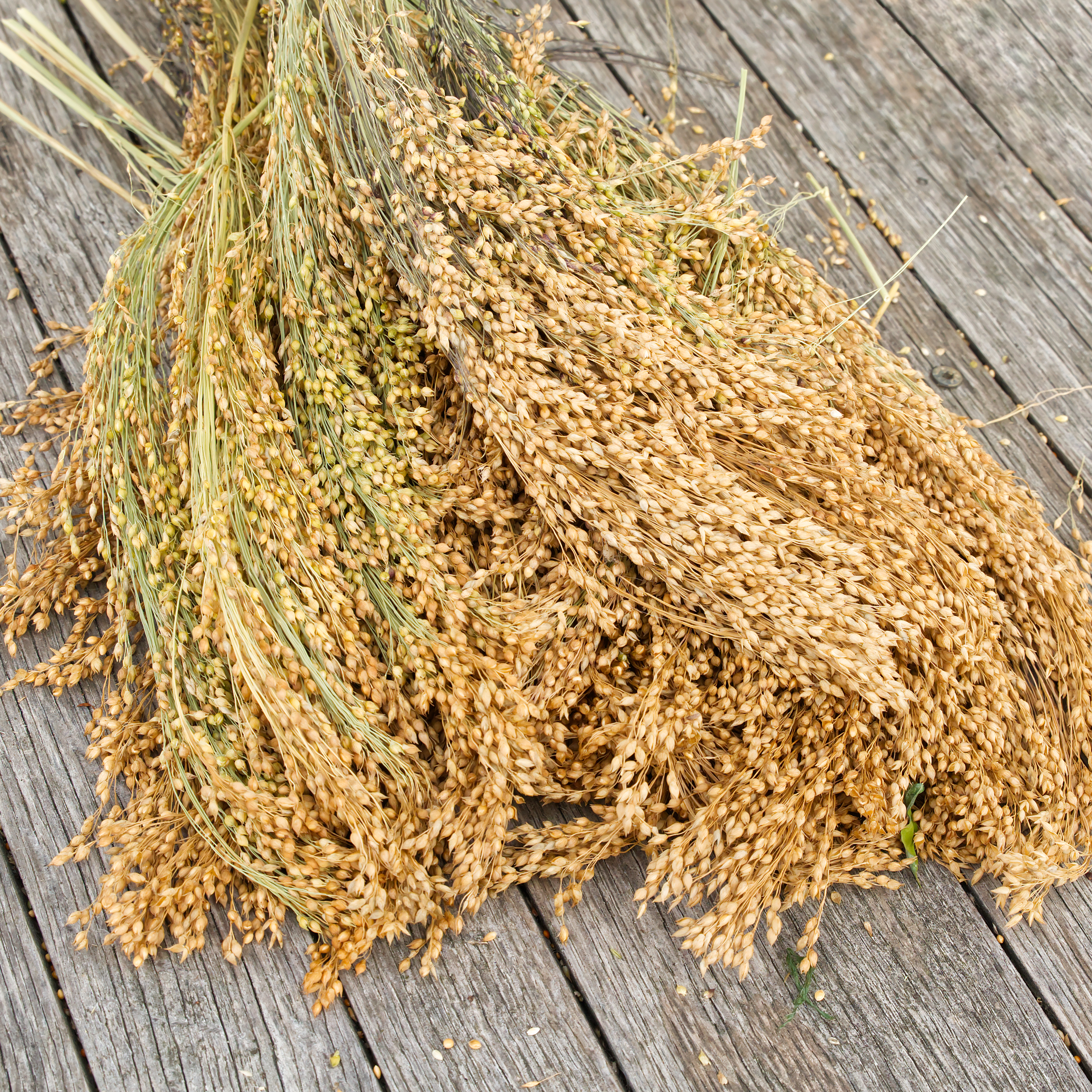 La Plata Rispenhirse La Plata Rispenhirse