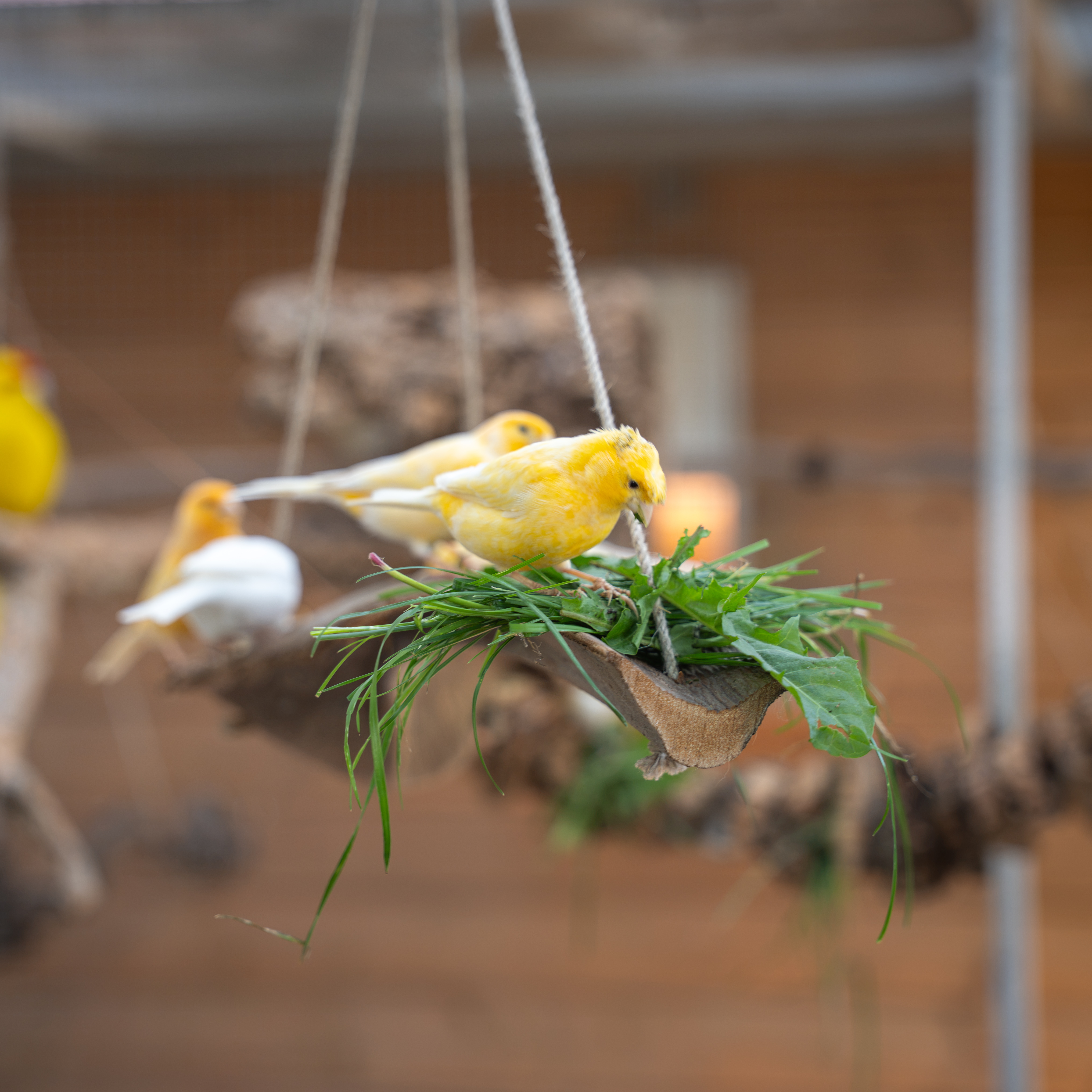 Palmblatt-Oase - Naturschaukel mit Snackmulde