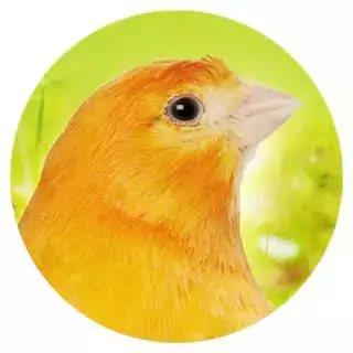 Geeignet-fuer-3-Kanarien