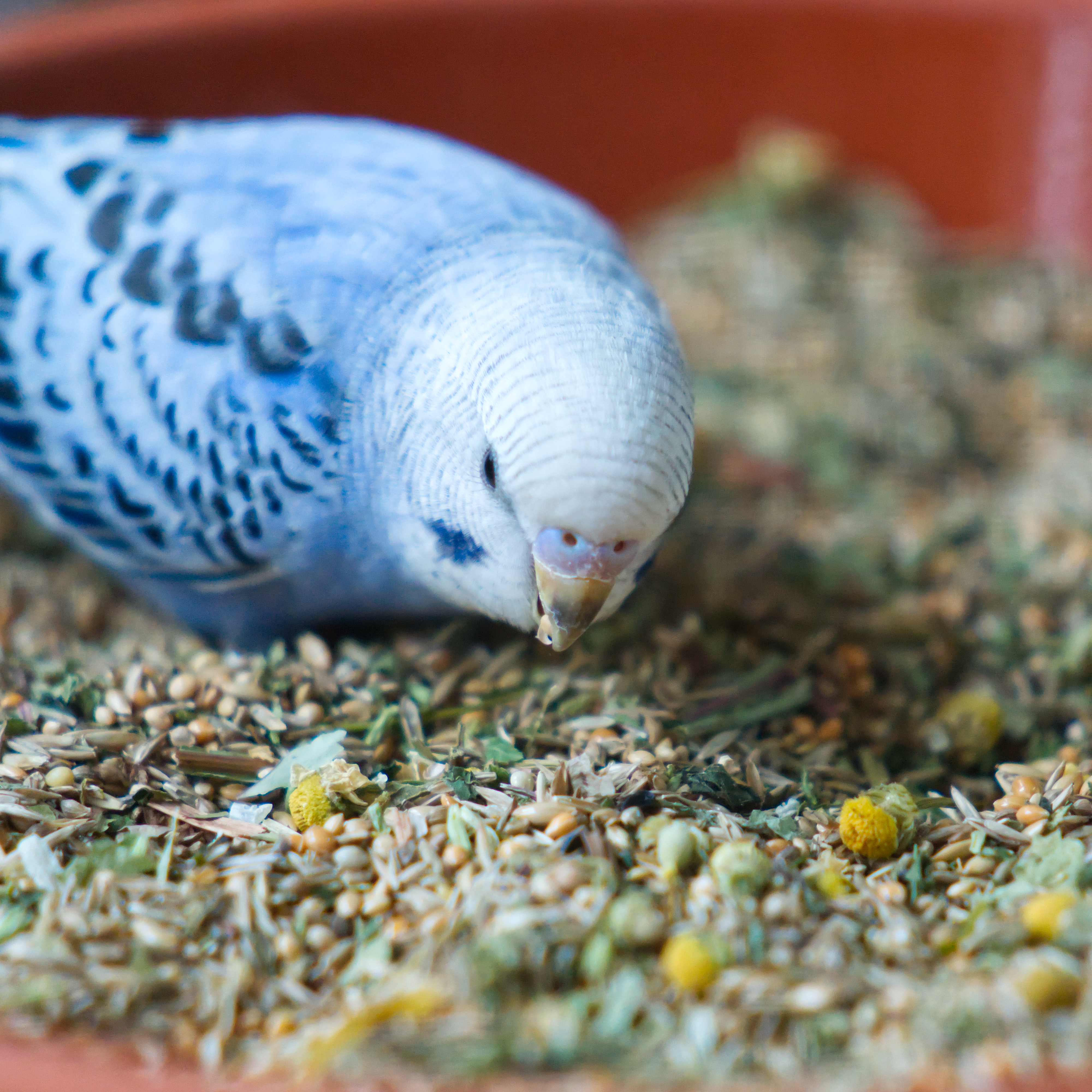 Wellensittich Kräuterwohl