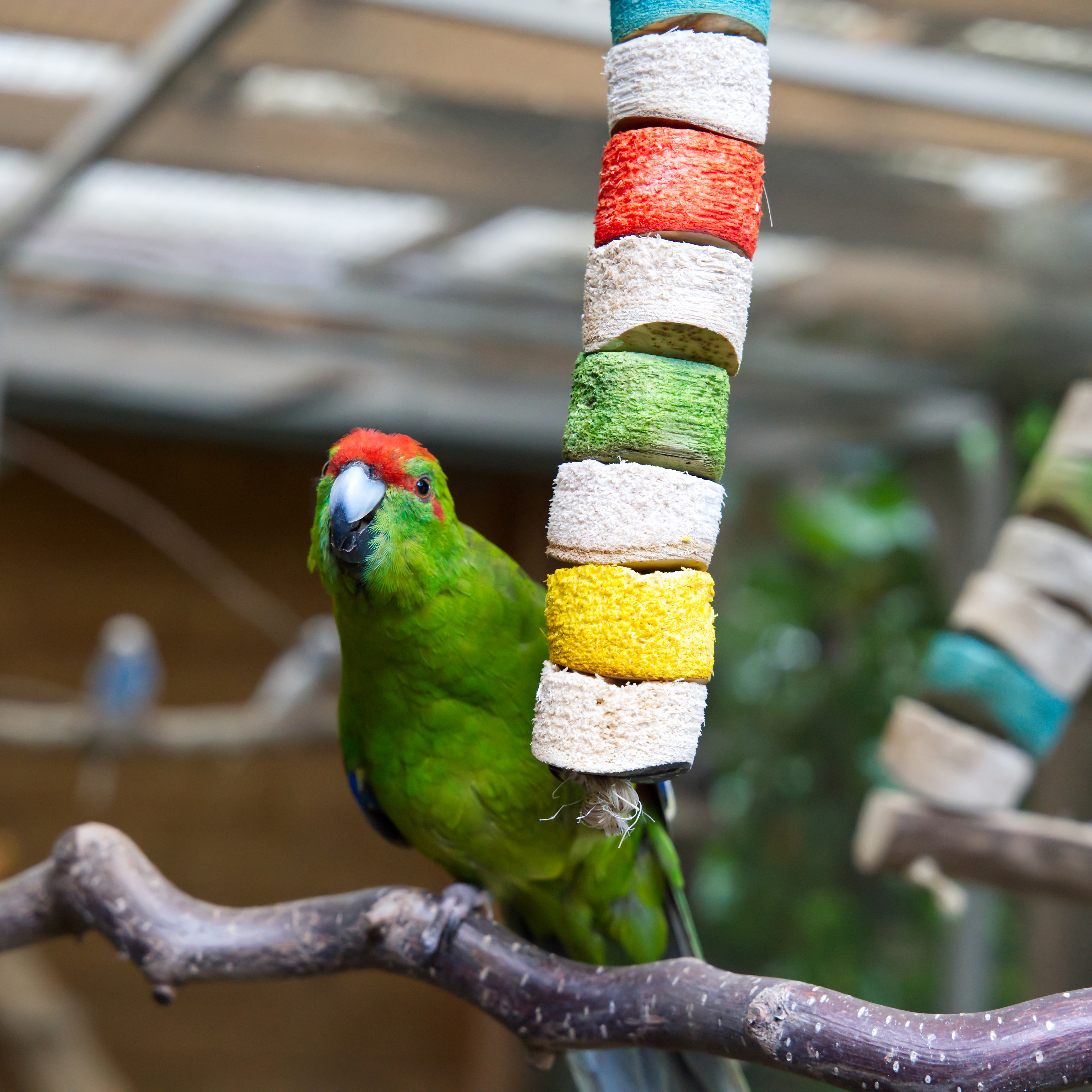 Mini Max Bird Kabob