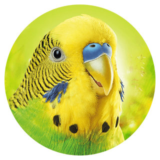 Bubble_Wellensittiche