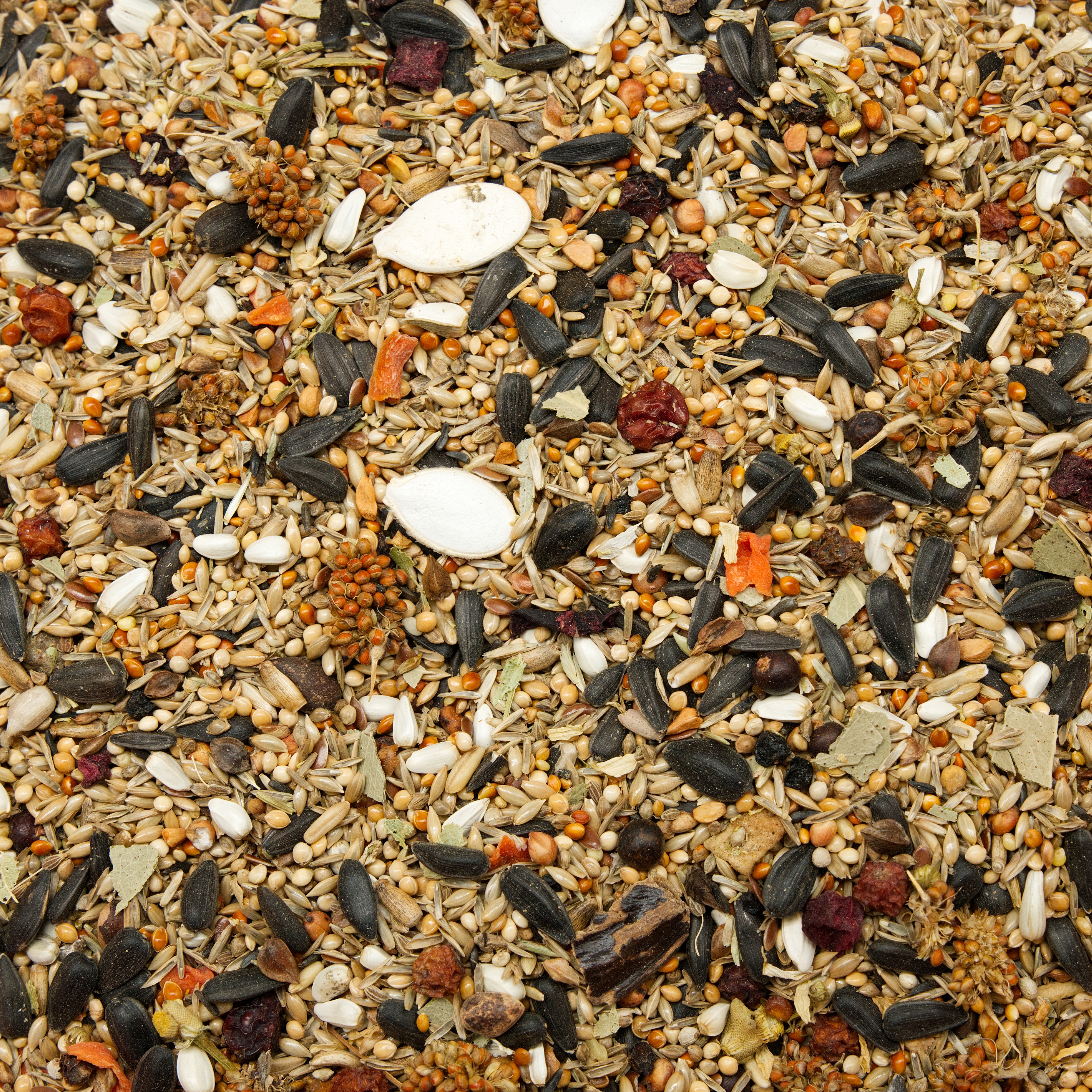 Alexandersittich Spezial