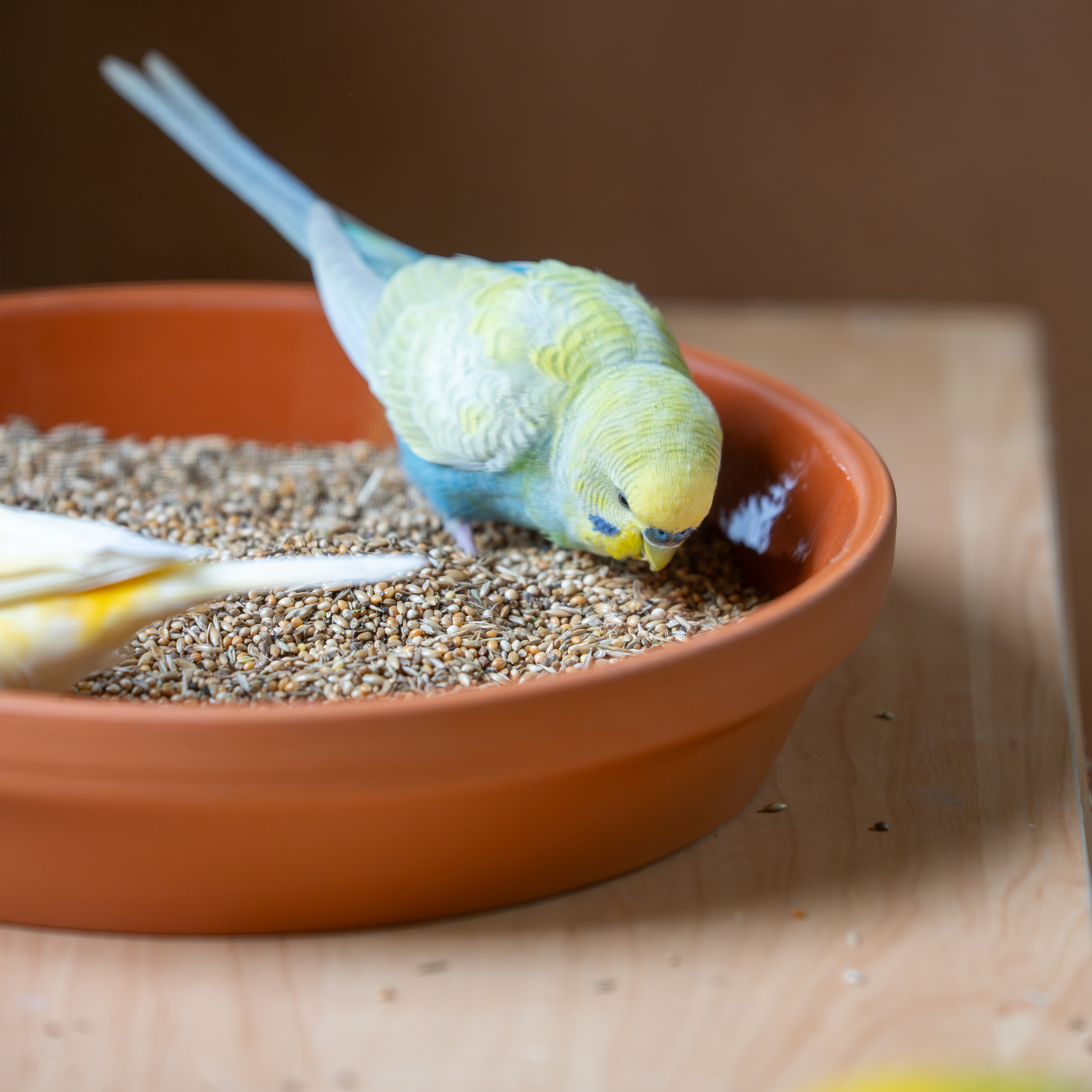 Mischung Morgen-Müsli