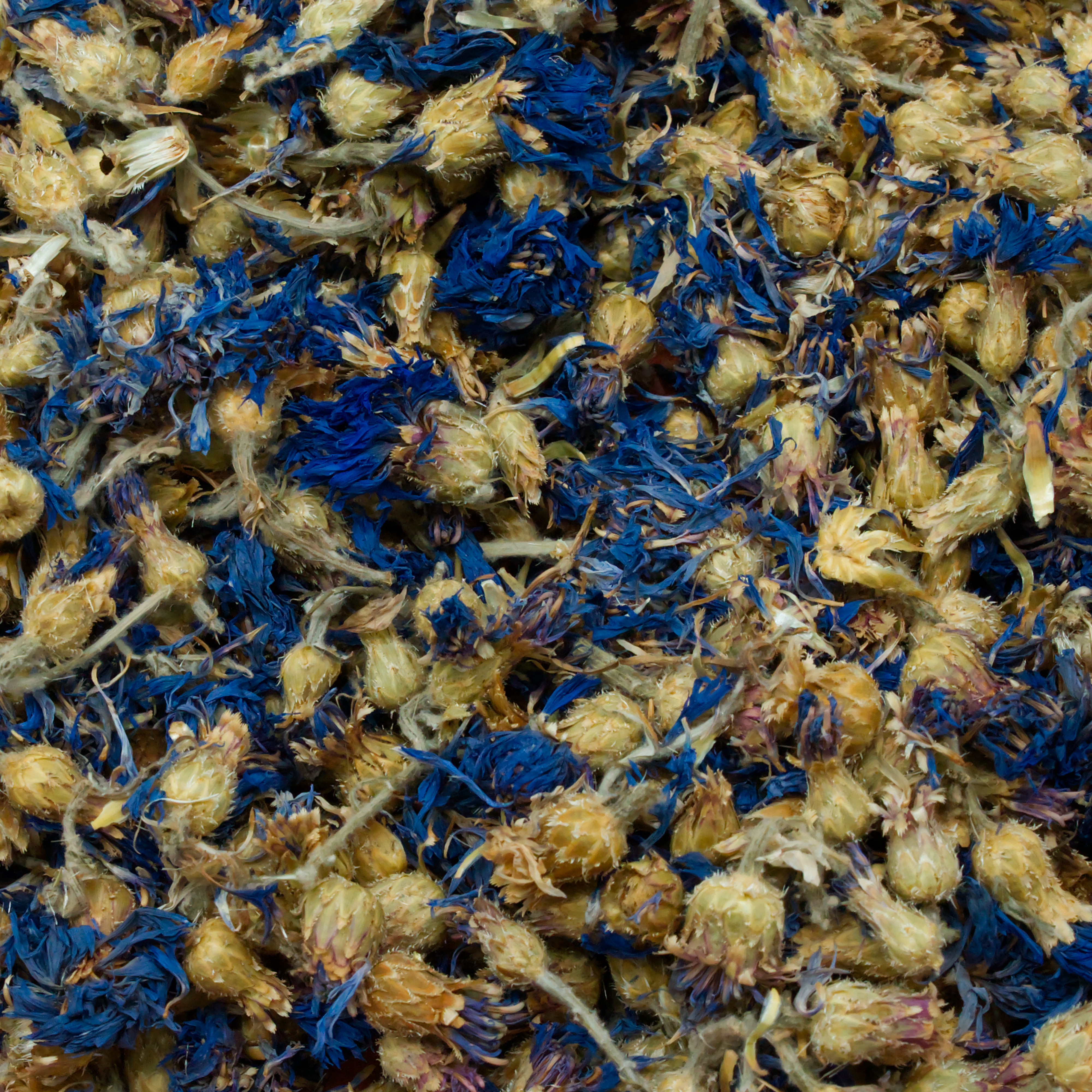 Kornblumenblüten mit Kelch, blau