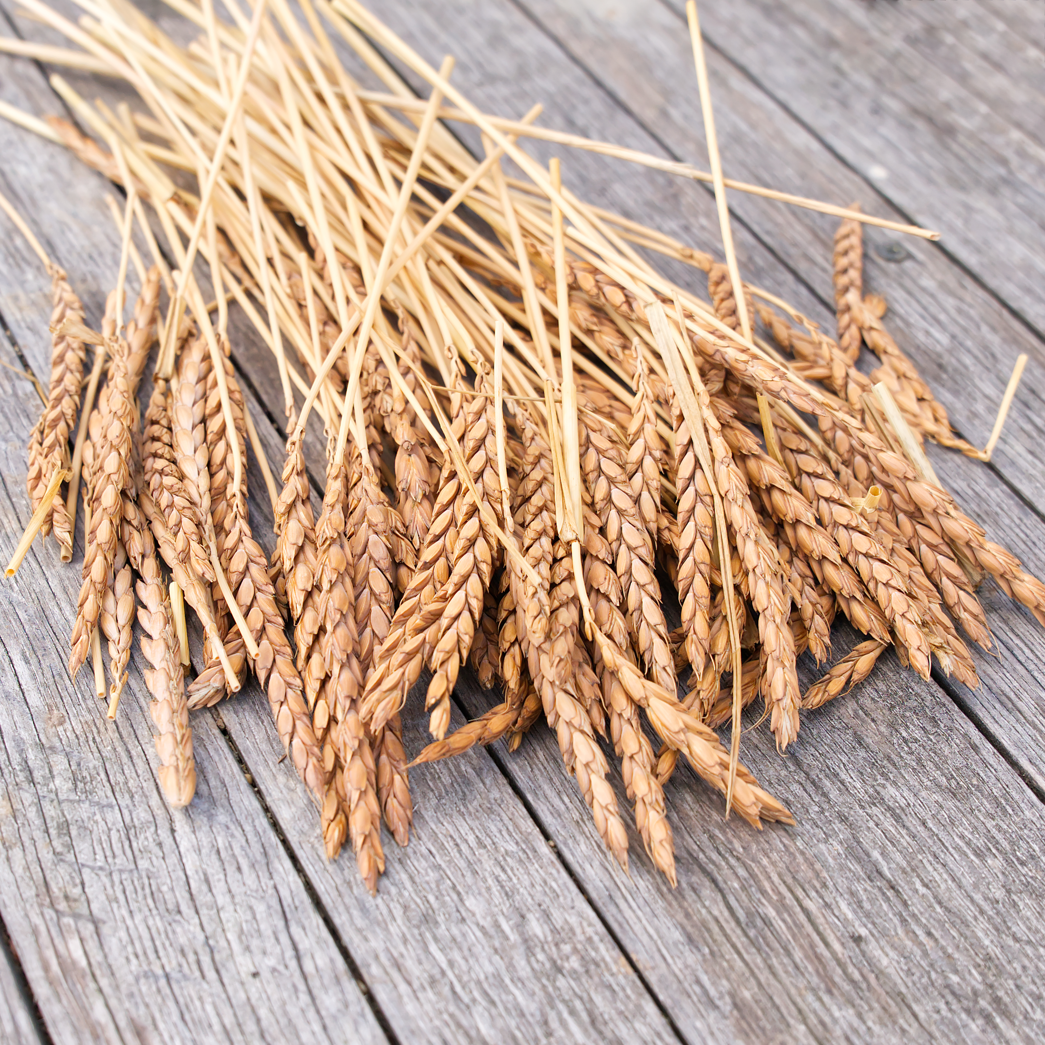 Dinkel Naturernte - Ähren mit Halmen 150g