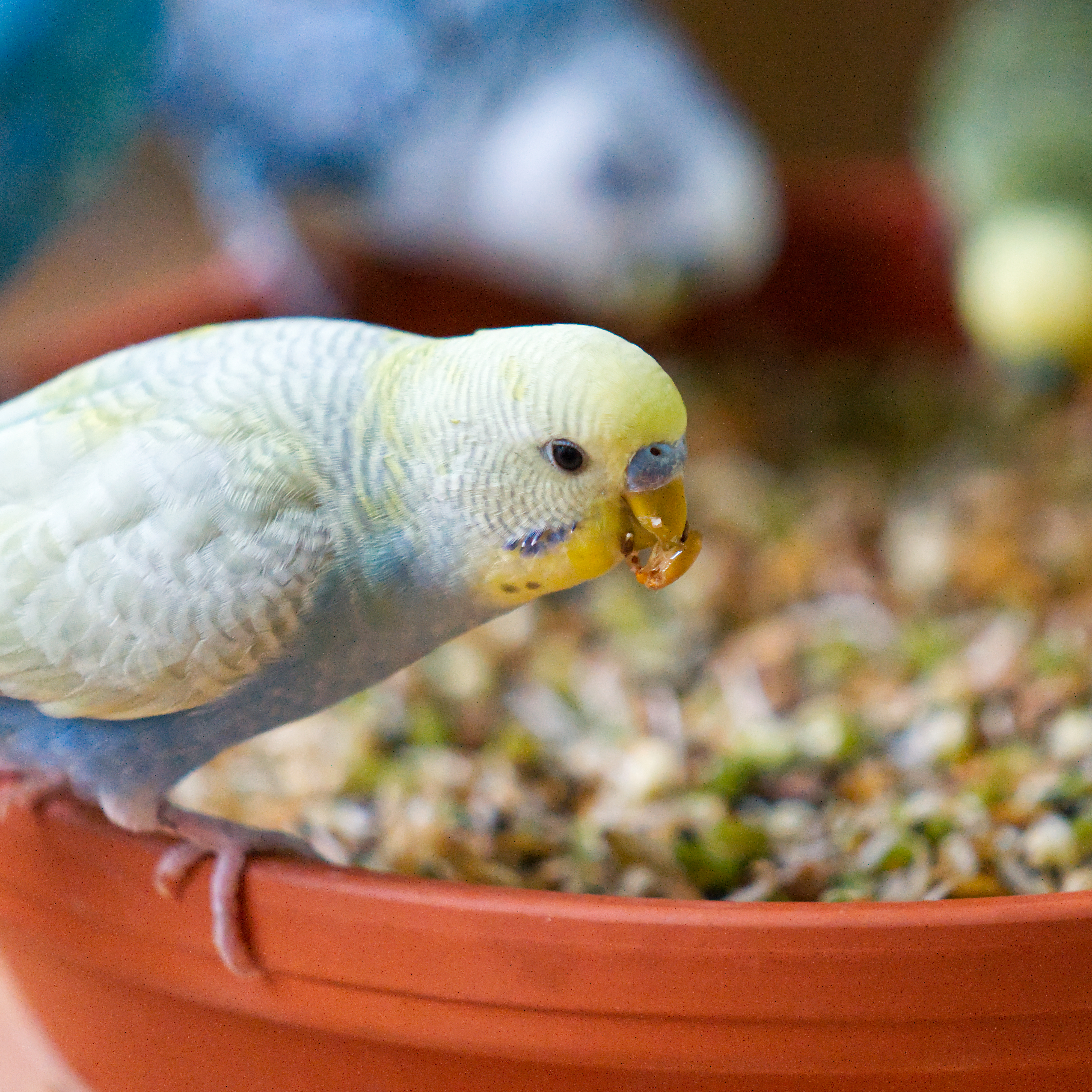 Keimfutter für Sittiche und Exoten