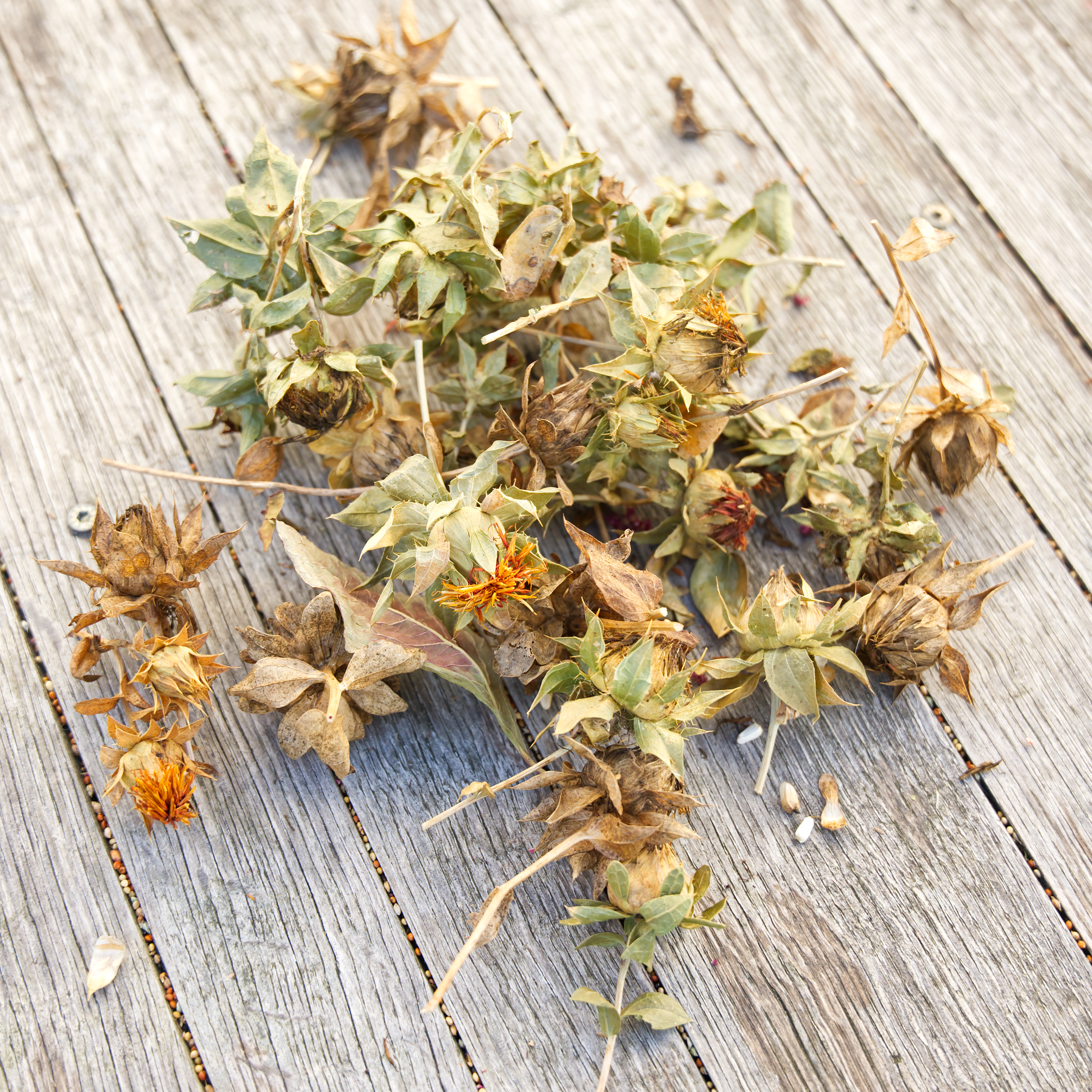 kardikoepfchen-fuer-voegel-papageien Kardiköpfchen vollreif 30g