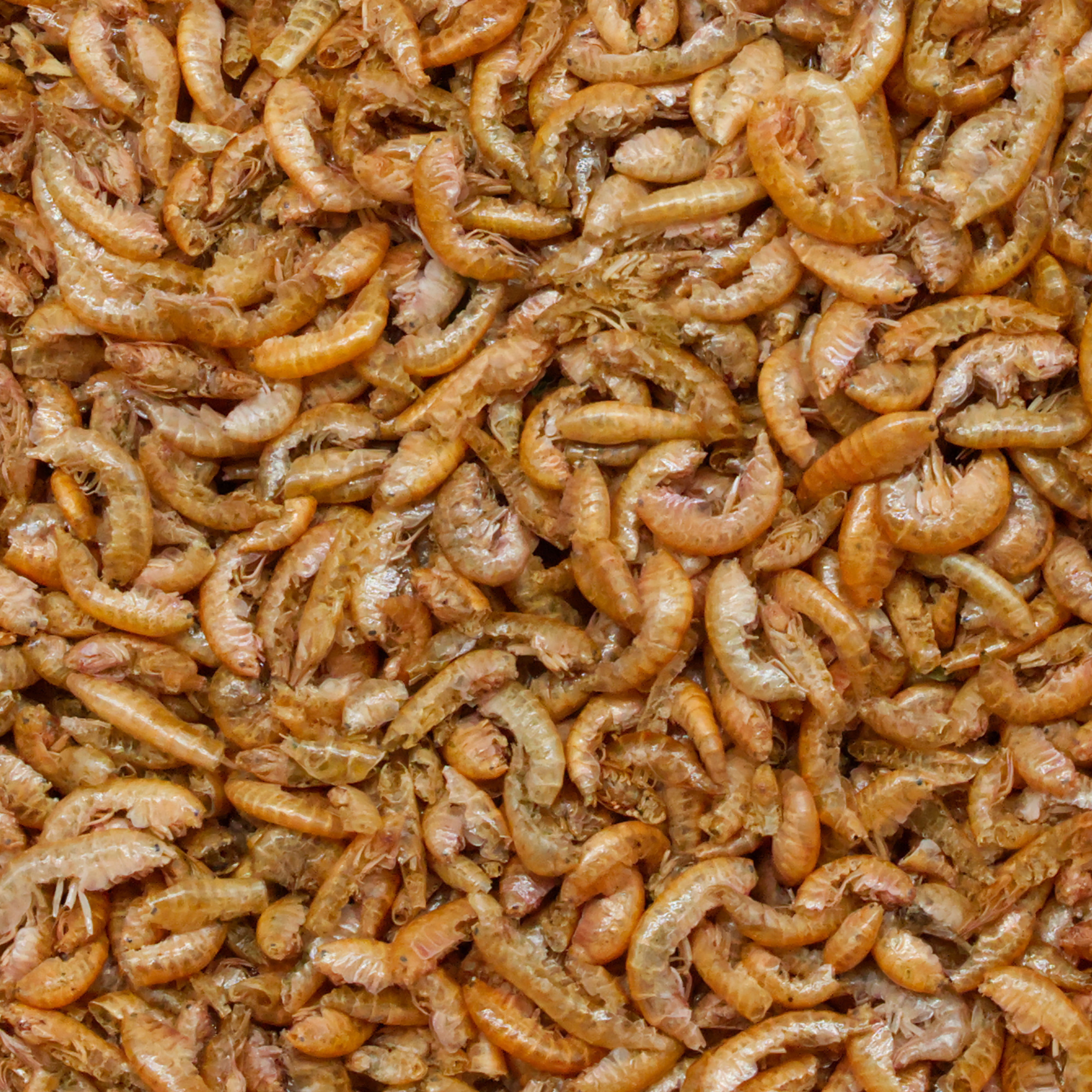 Bachflohkrebse/ Gammarus