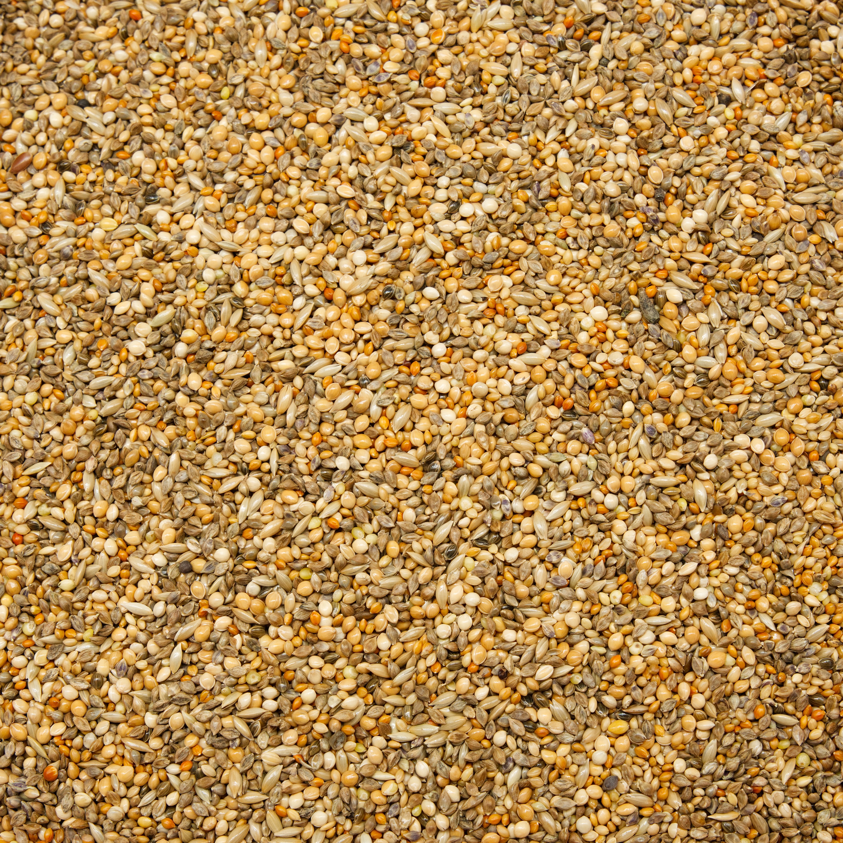 Gouldamadinen Ruhemischung