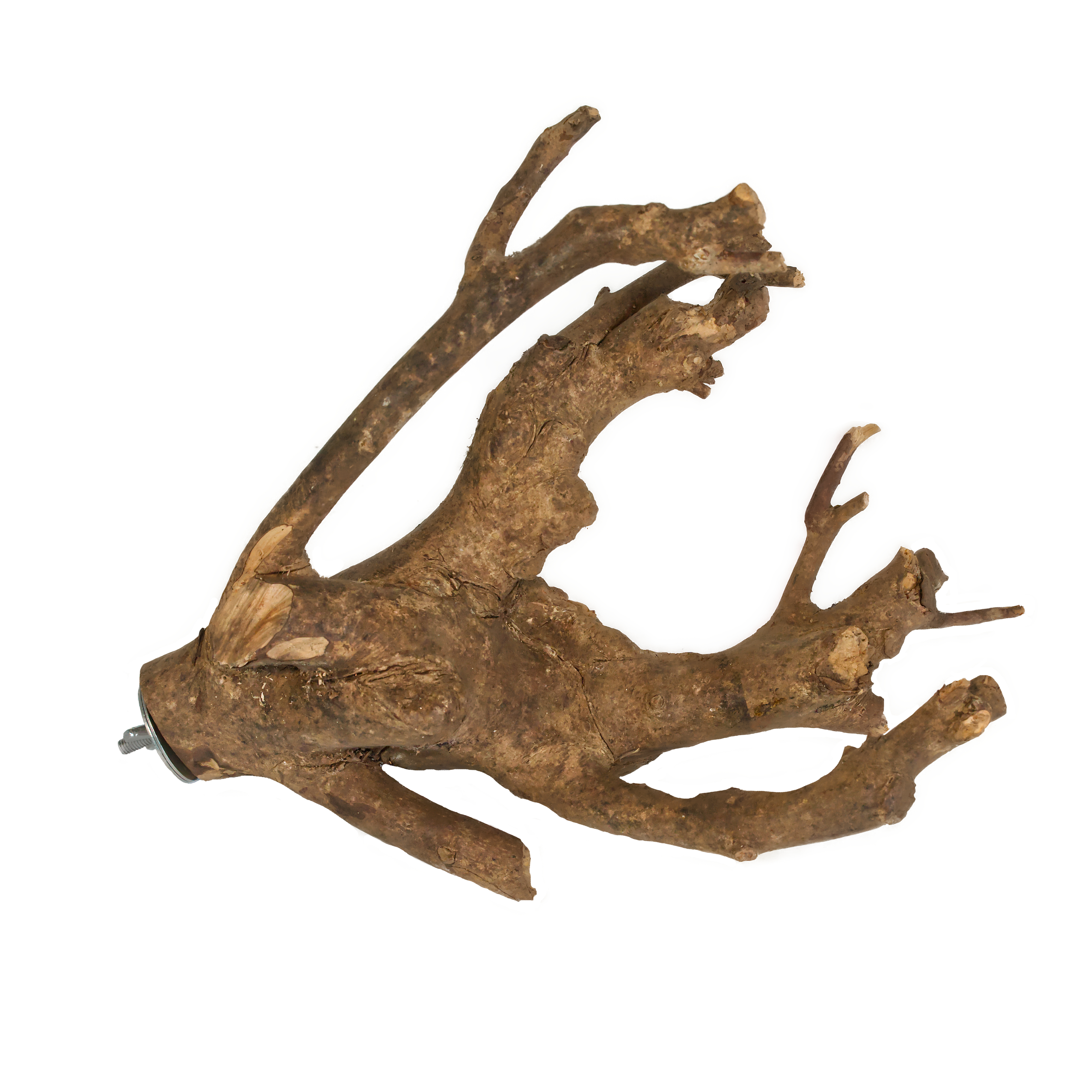 Teebaum Sitzast für Vögel 20-30cm