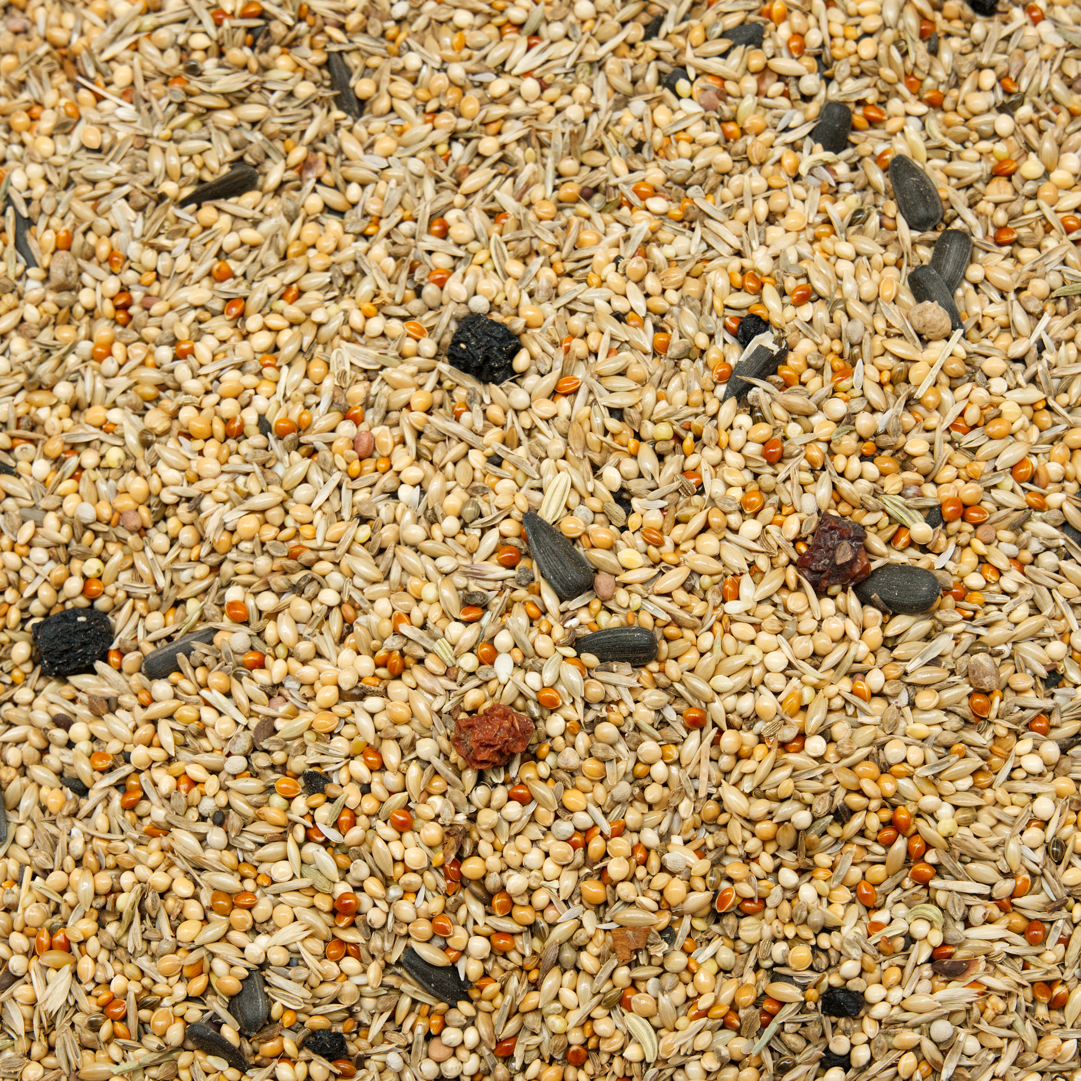 Neophema Natur