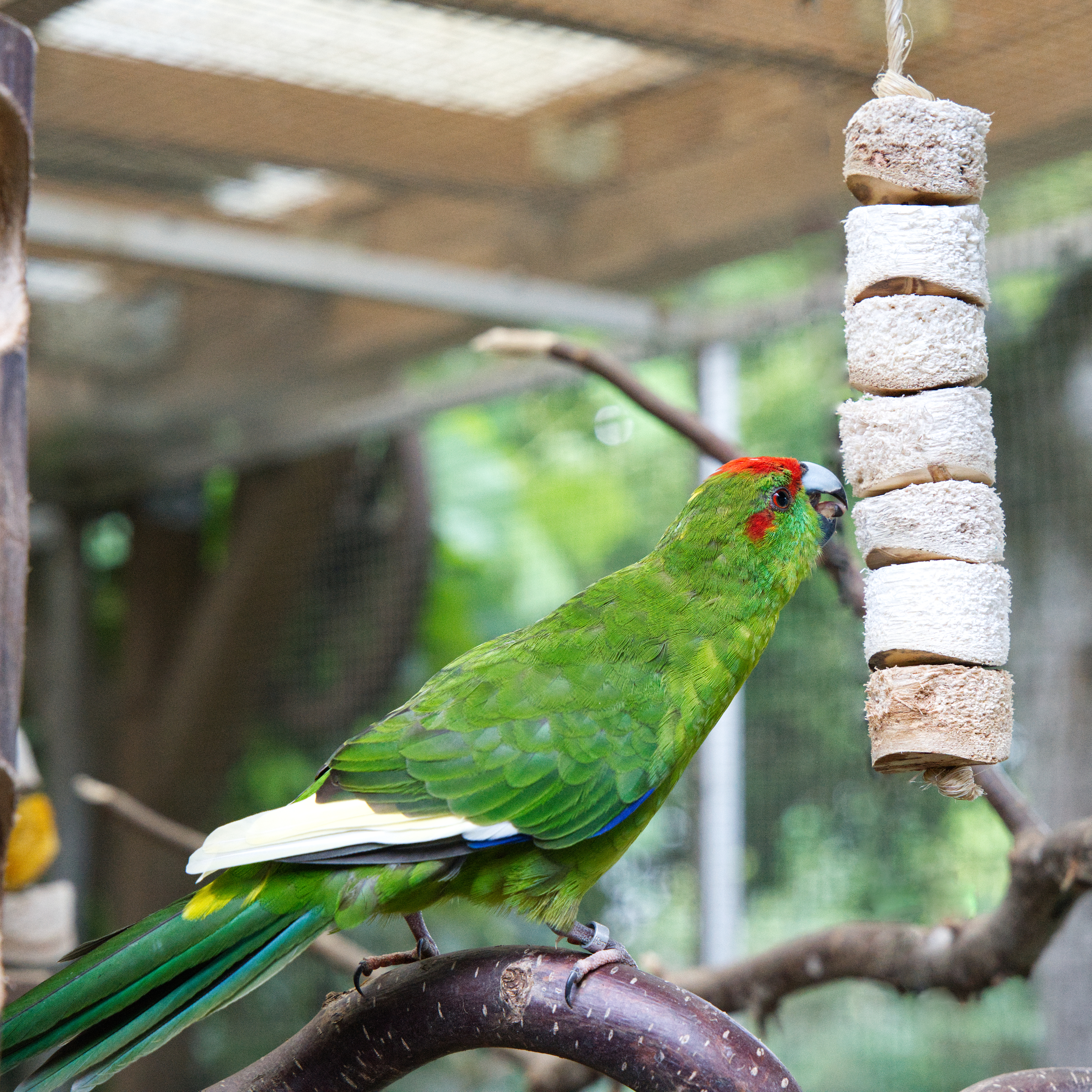 Mini Bird Kabob