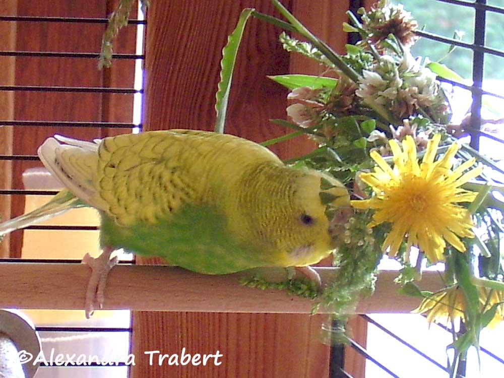 loewenzahn-vogelfutter-pflanzen