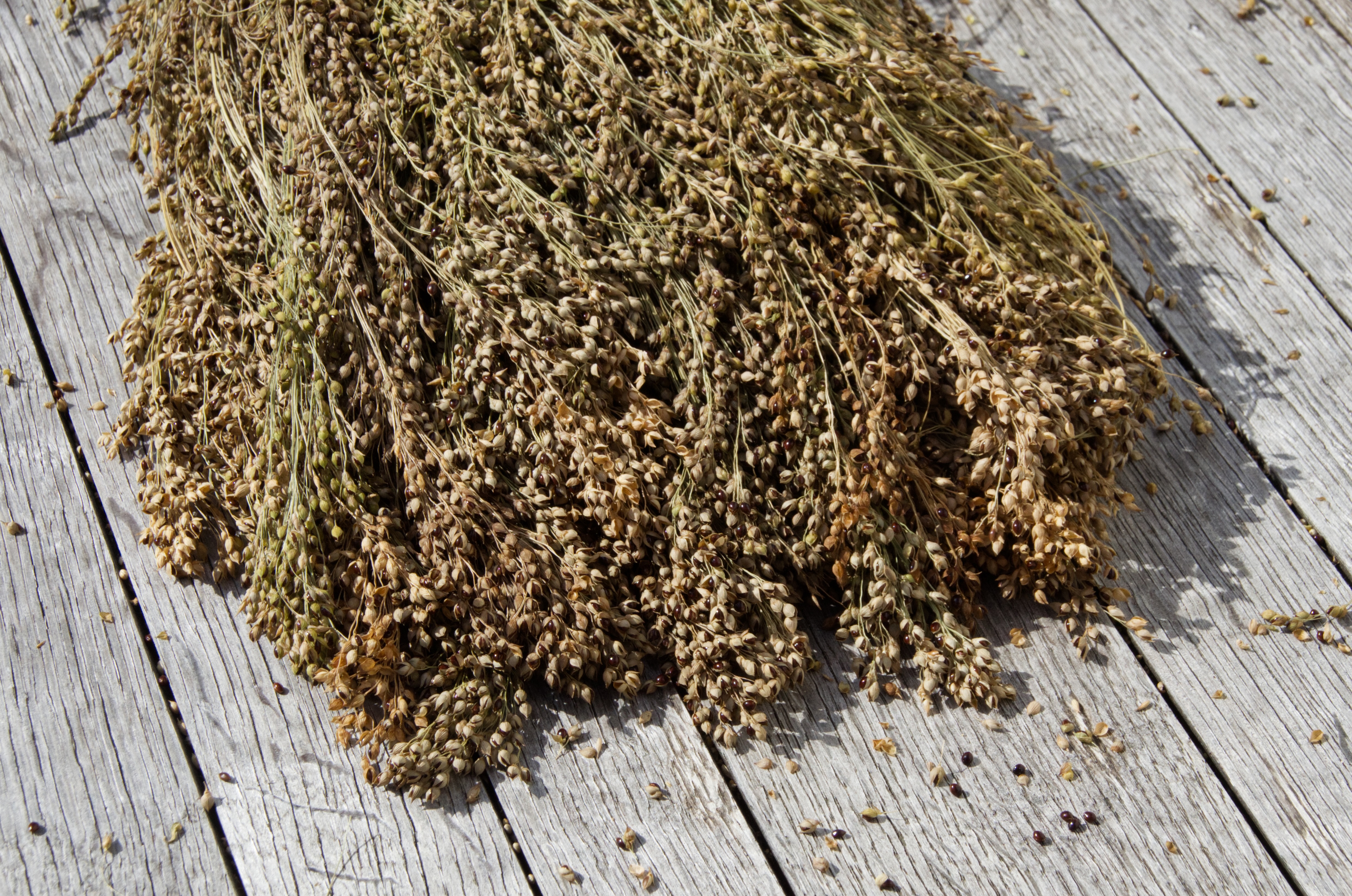 Rispenhirse, deutsch schwarzkörnig