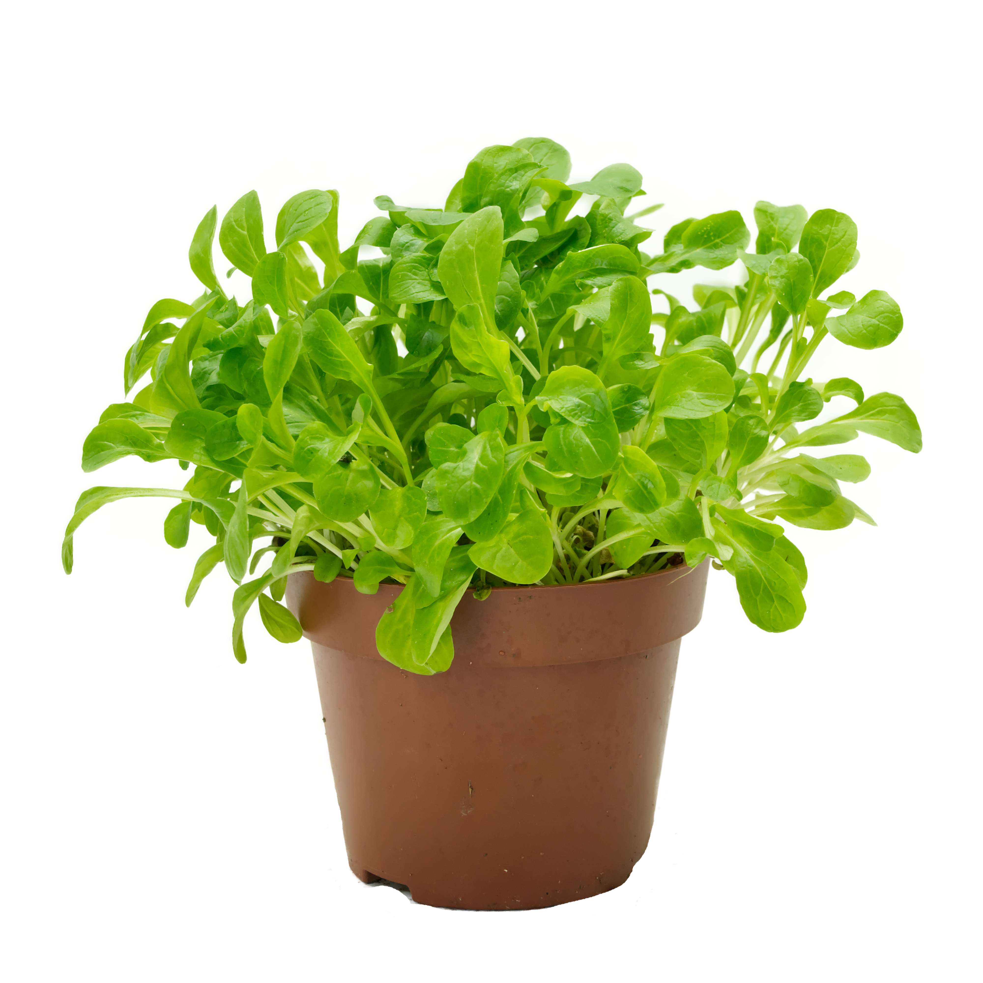 Feldsalat, naturbelassen