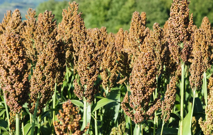 Sorghum, weiß deutsch